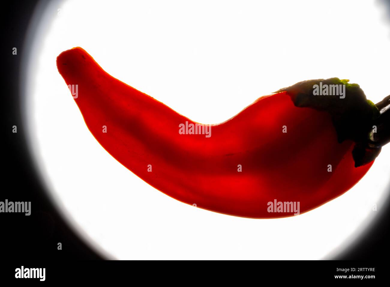 Nahaufnahme von rotem Pfeffer mit Samen Stockfoto
