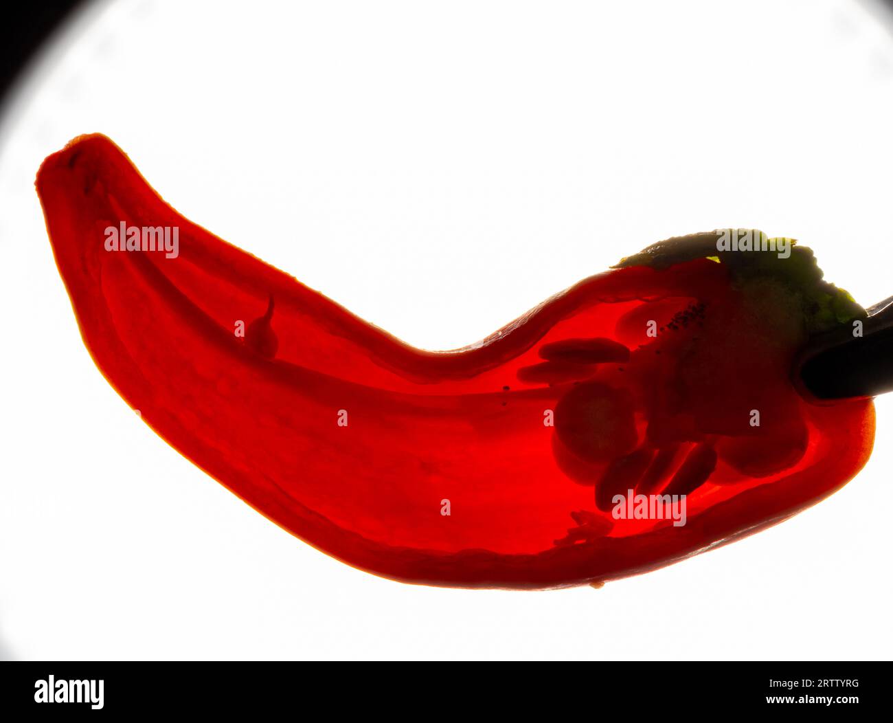 Nahaufnahme von rotem Pfeffer mit Samen Stockfoto