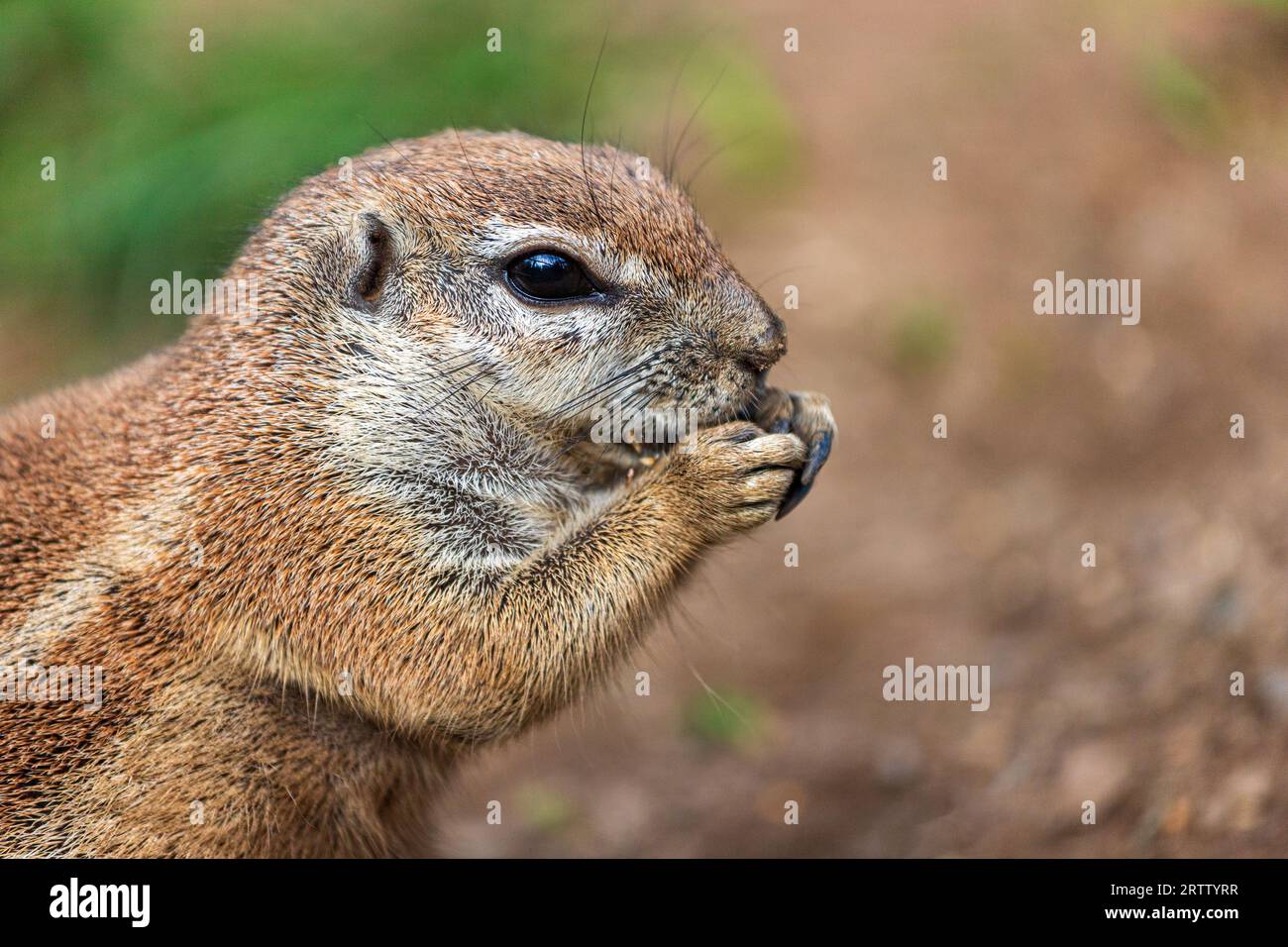 Porträt des Kapbodenhörnchens, Südafrikanisches Bodenhörnchen, Geosciurus inauris Stockfoto