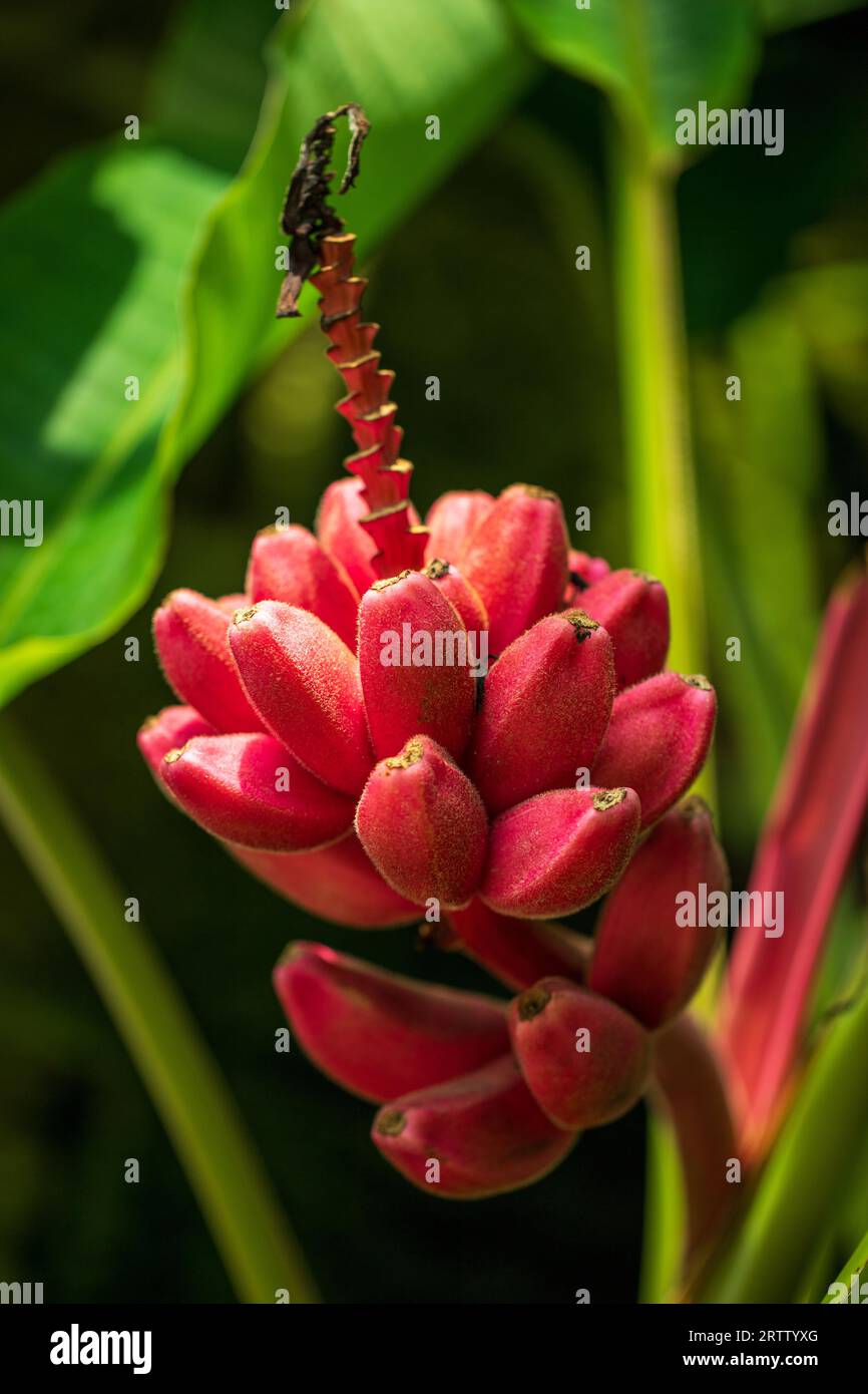 Pink banana plant -Fotos und -Bildmaterial in hoher Auflsung  Alamy