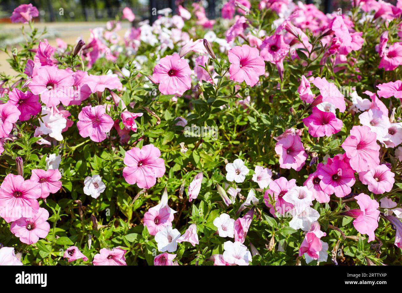 Petunia, lila Petunias im Topf. Üppig blühende bunte gemeine Garten-Petunien im Stadtpark. Familienname Solanaceae, wissenschaftlicher Name Petunia Stockfoto