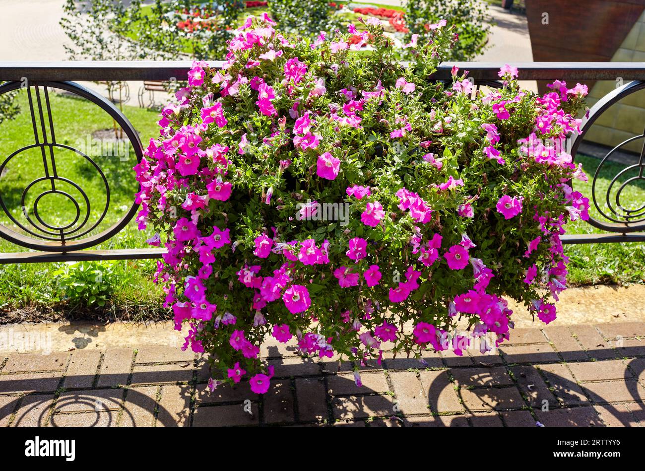 Petunia, lila Petunias im Topf. Üppig blühende bunte gemeine Garten-Petunien im Stadtpark. Familienname Solanaceae, wissenschaftlicher Name Petunia Stockfoto