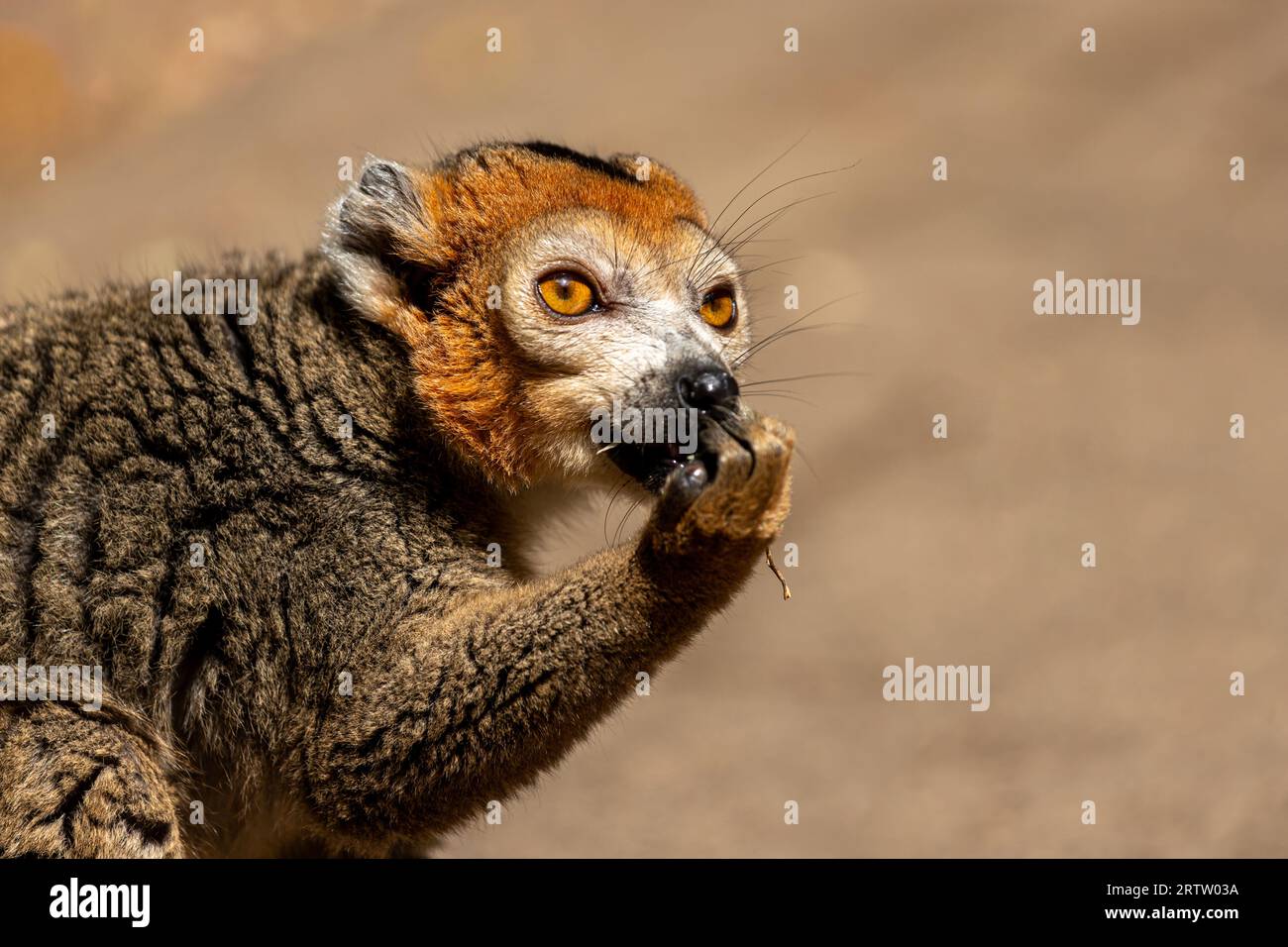 Nahaufnahme eines erwachsenen weiblichen gekrönten Lemurs Eulemur coronatus Stockfoto