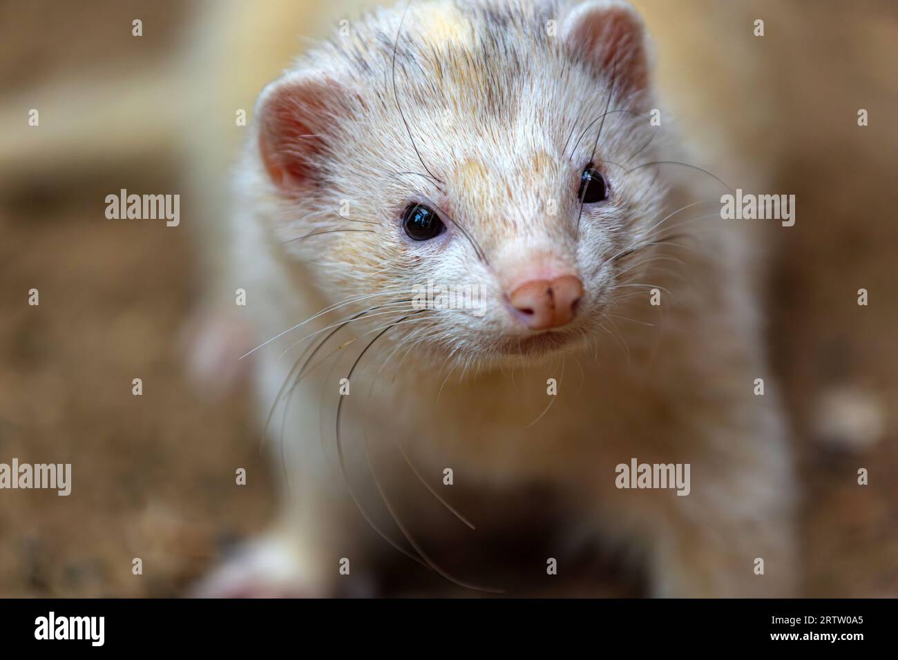 Porträt eines weiß-grau-beigen erwachsenen Ferrets, Mustela furo Stockfoto