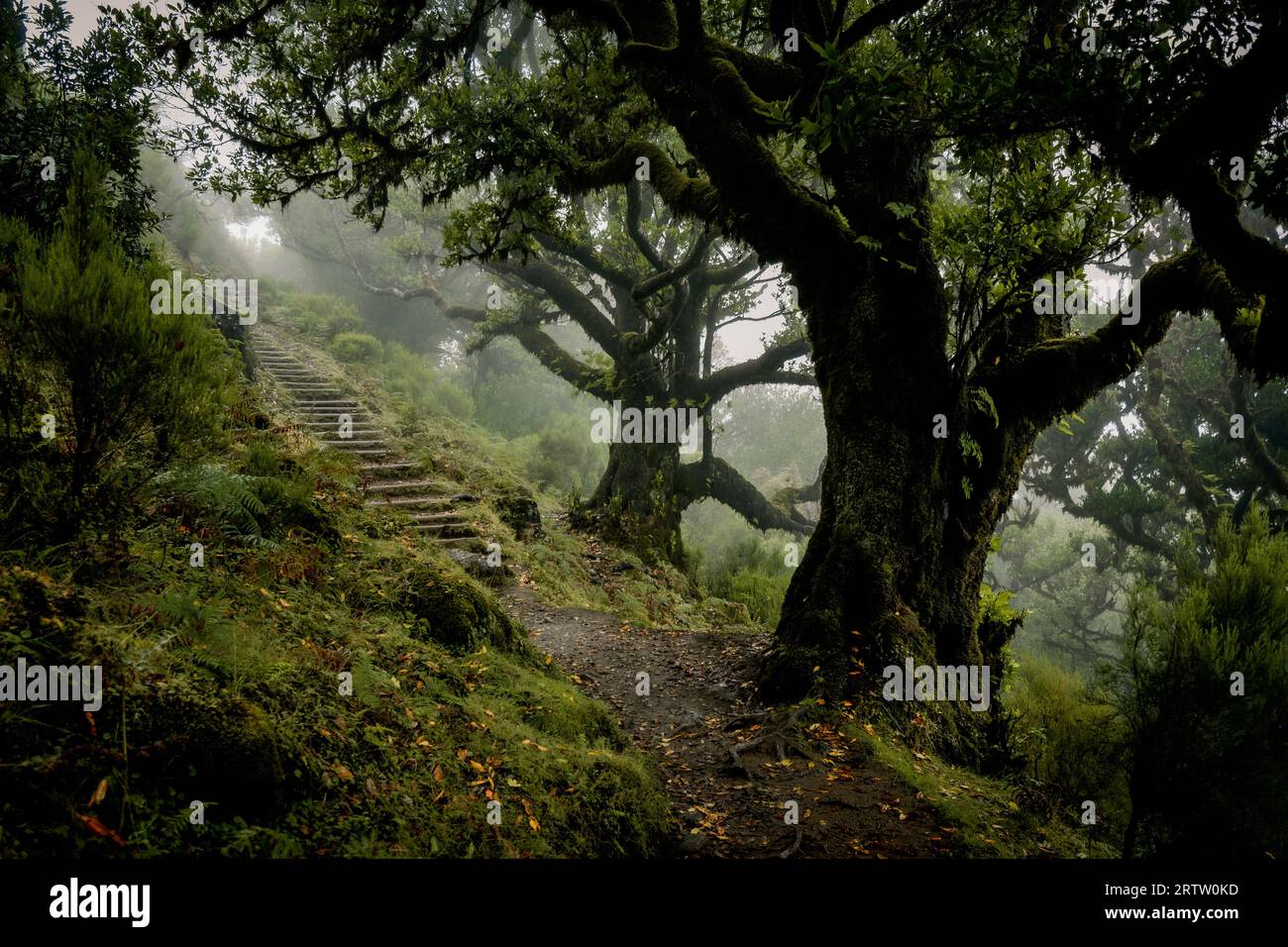 Malerischer Blick auf einen Wanderweg durch den Fanal-Wald auf Madeira, Portugal, mit gruseligen, bewachsenen Lorbeerbäumen wie aus einer Szene in einem gruseligen Horrorfilm Stockfoto