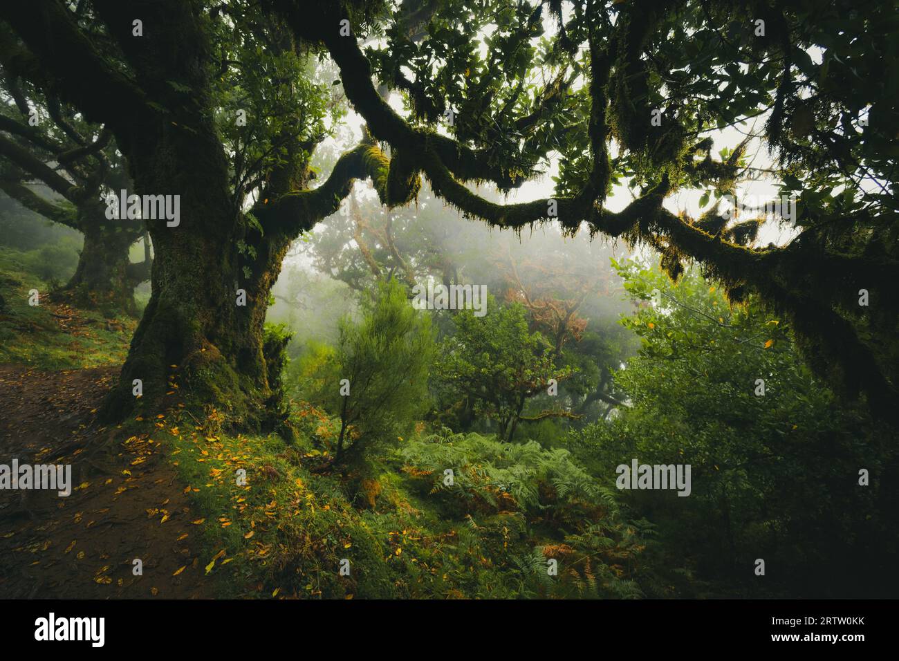 Malerischer Blick auf einen Lorbeerbaum, der mit Moos und Farnen bewachsen ist, im Fanal-Wald auf Madeira, Portugal, wie aus einer Szene in einem nebeligen, gruseligen Horrorfilm Stockfoto