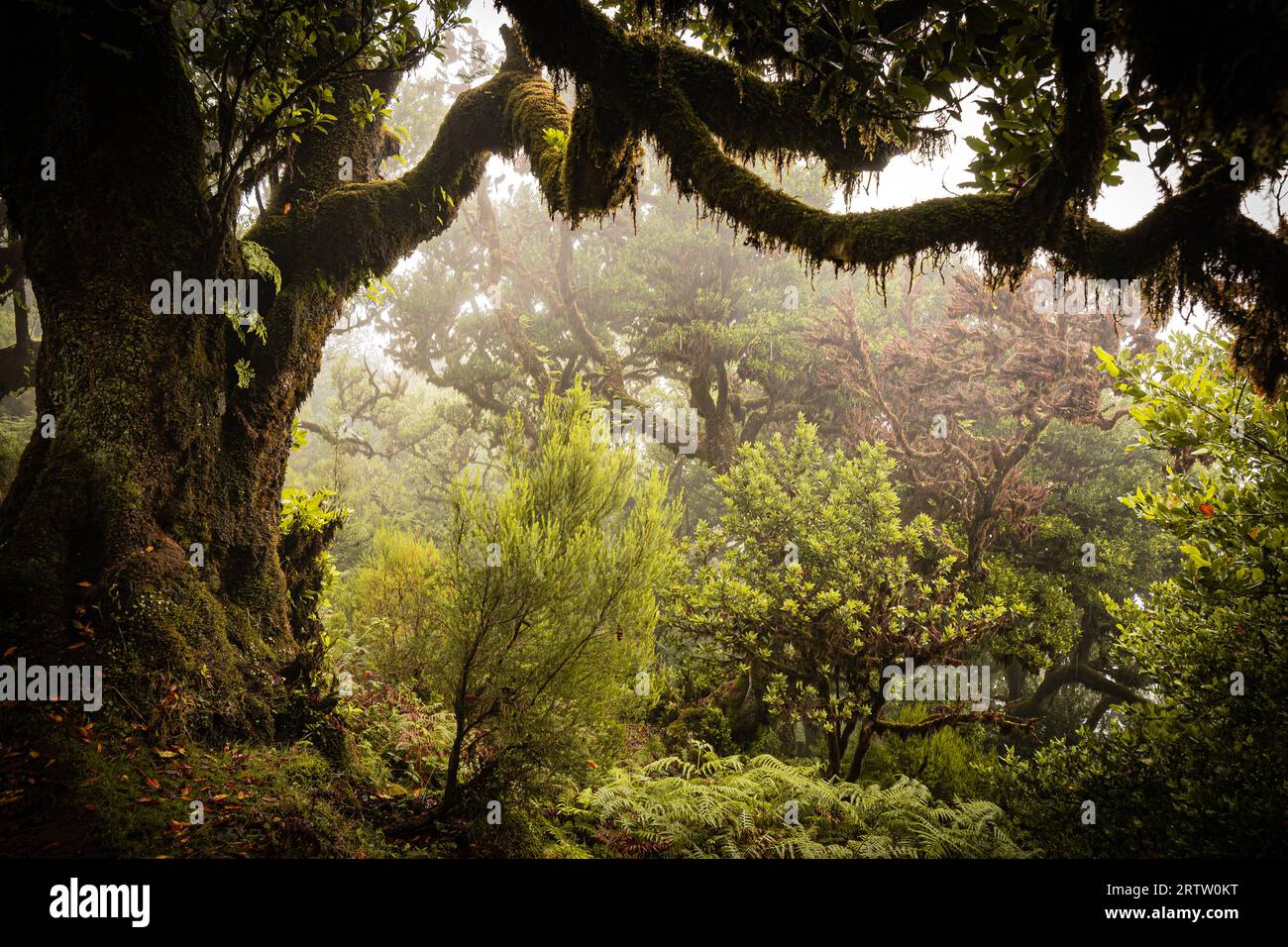 Nahaufnahme der Äste eines Lorbeerbaumes, der mit Moos und Farnen bewachsen ist, im mystischen und gruseligen Fanal-Wald auf Madeira, Portugal Stockfoto