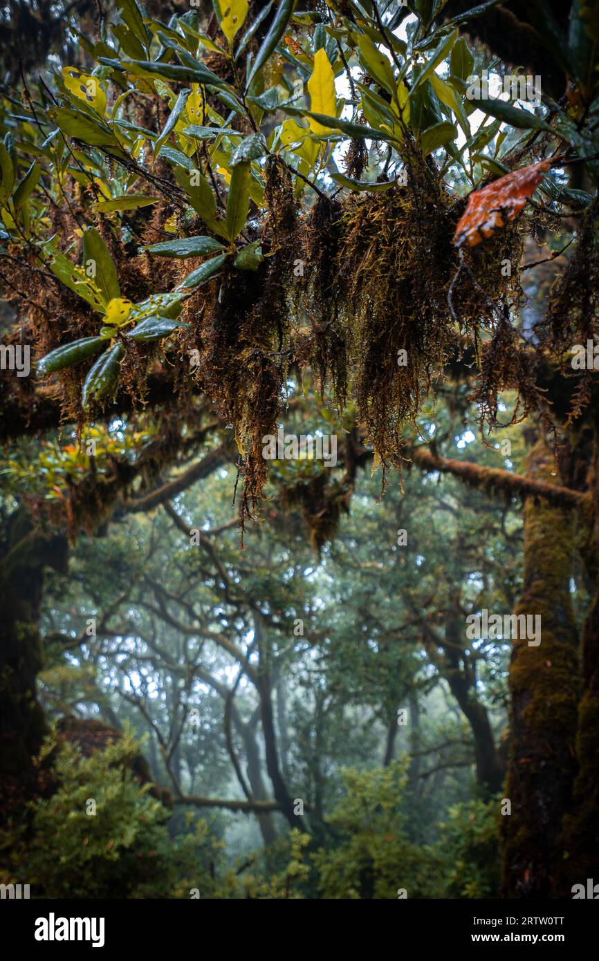 Nahaufnahme der Äste eines Lorbeerbaumes, der mit Moos bewachsen ist, im mystischen und gruseligen Fanal-Wald auf Madeira, Portugal Stockfoto