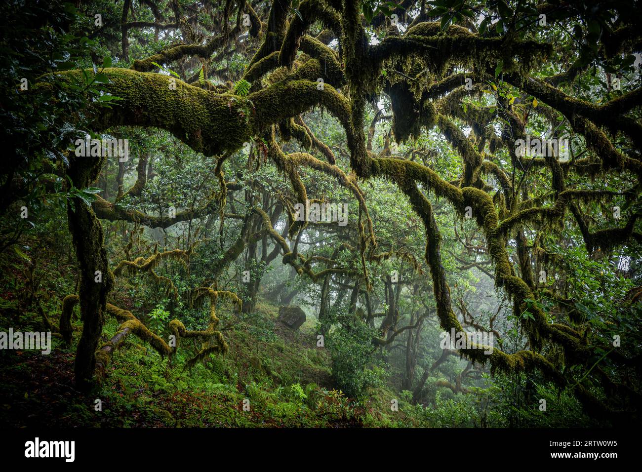 Unheimliche Sicht auf die moosbedeckten Äste eines Lorbeerbaums im mystischen und gruseligen Fanal-Wald auf Madeira, Portugal, wie eine Szene in einem Horrorfilm Stockfoto