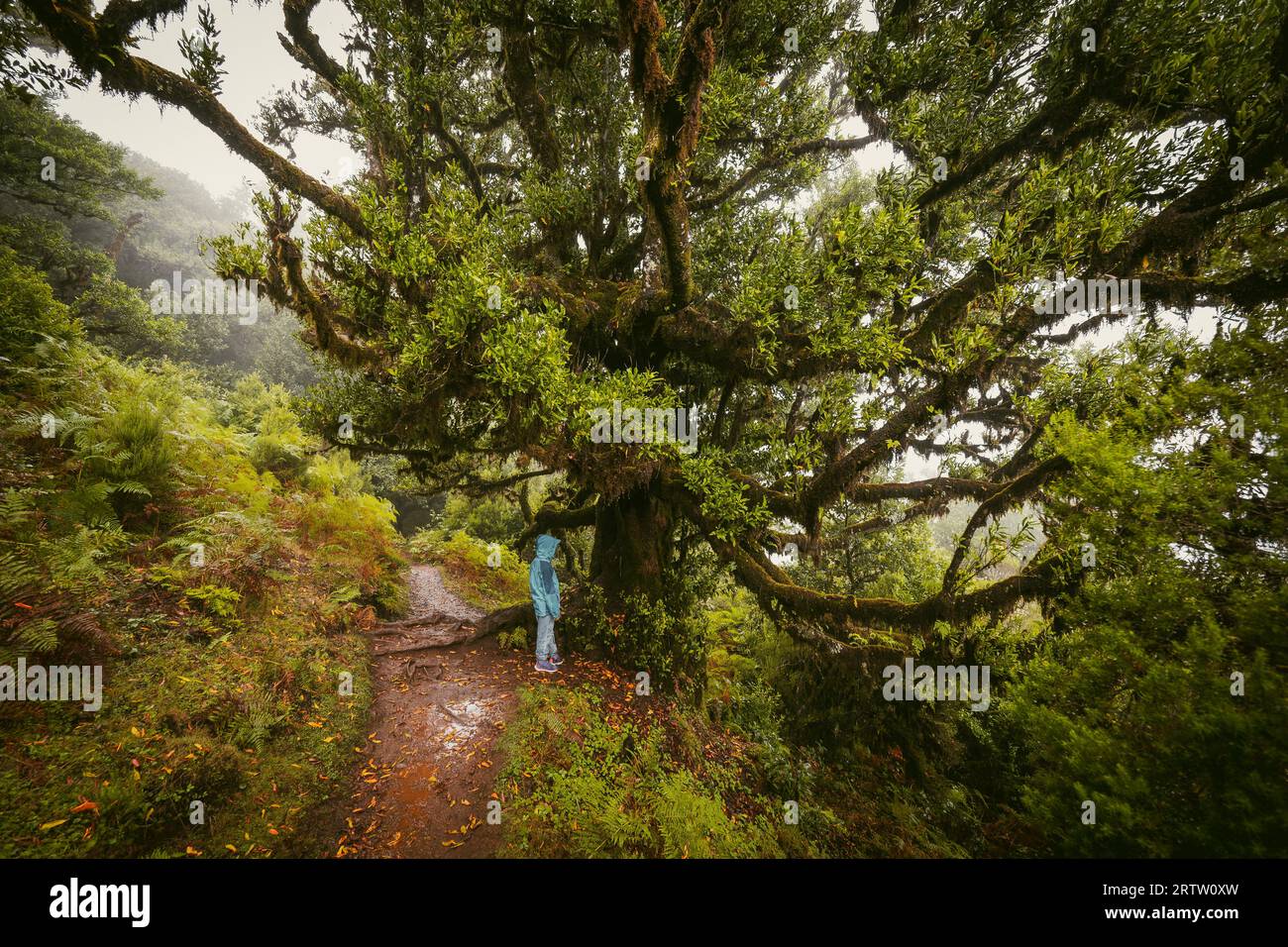 Blick auf ein Kind, das unter einem gruseligen, bewachsenen Lorbeerbaum im Fanal-Wald auf Madeira, Portugal, steht, eine Szene wie aus einem gruseligen Horrorfilm Stockfoto