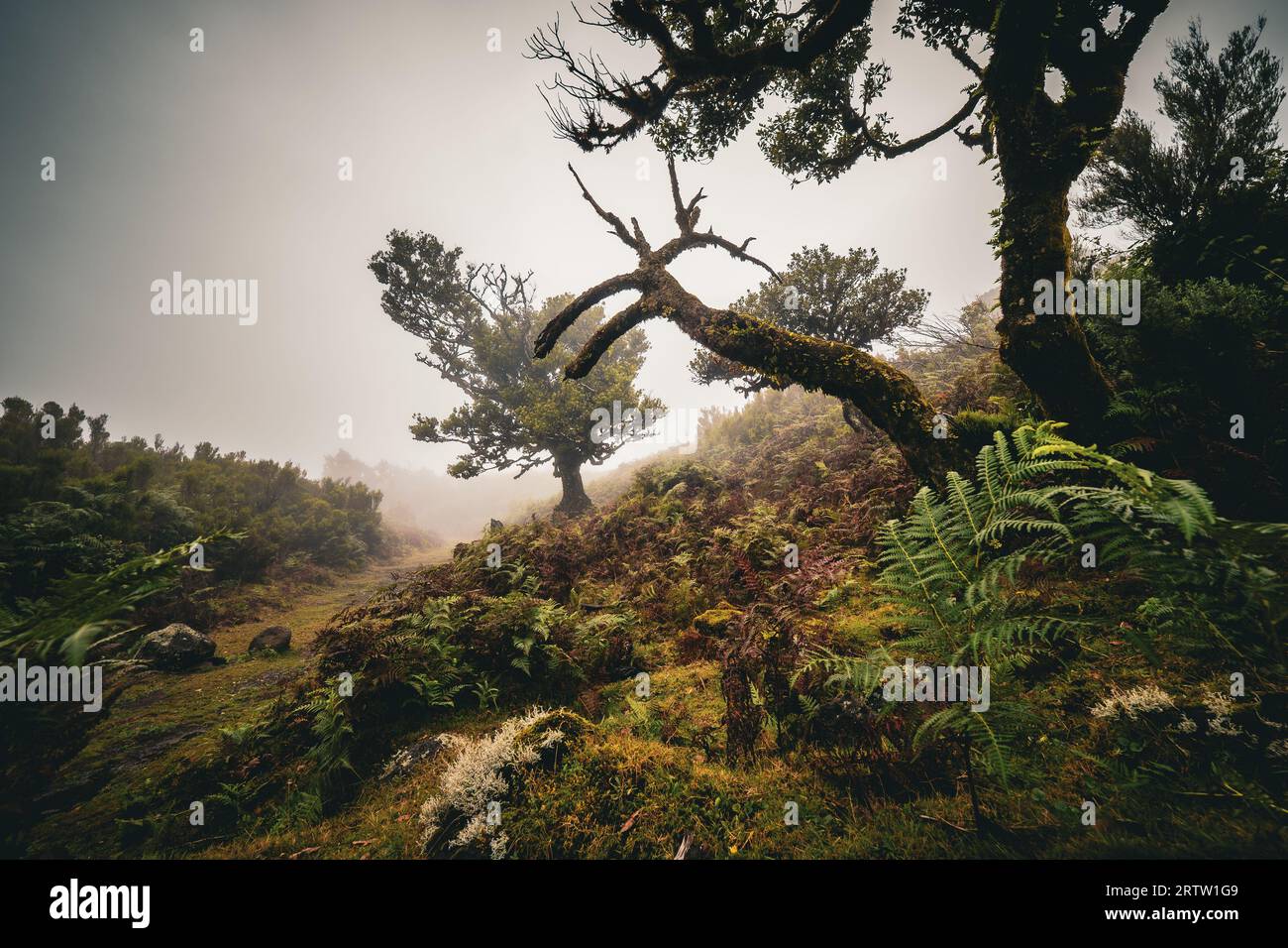 Malerischer Blick auf einen Lorbeerbaum, der mit Moos und Farnen bewachsen ist, im Fanal-Wald auf Madeira, Portugal, wie eine Szene aus einem nebeligen, gruseligen Horrorfilm Stockfoto