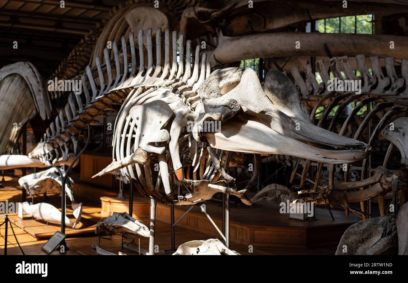 Das Skelett des Großen Großen Großen Wals wird in der Galerie für Paläontologie und Vergleichende Anatomie im Jardin des plantes in Paris ausgestellt. Stockfoto