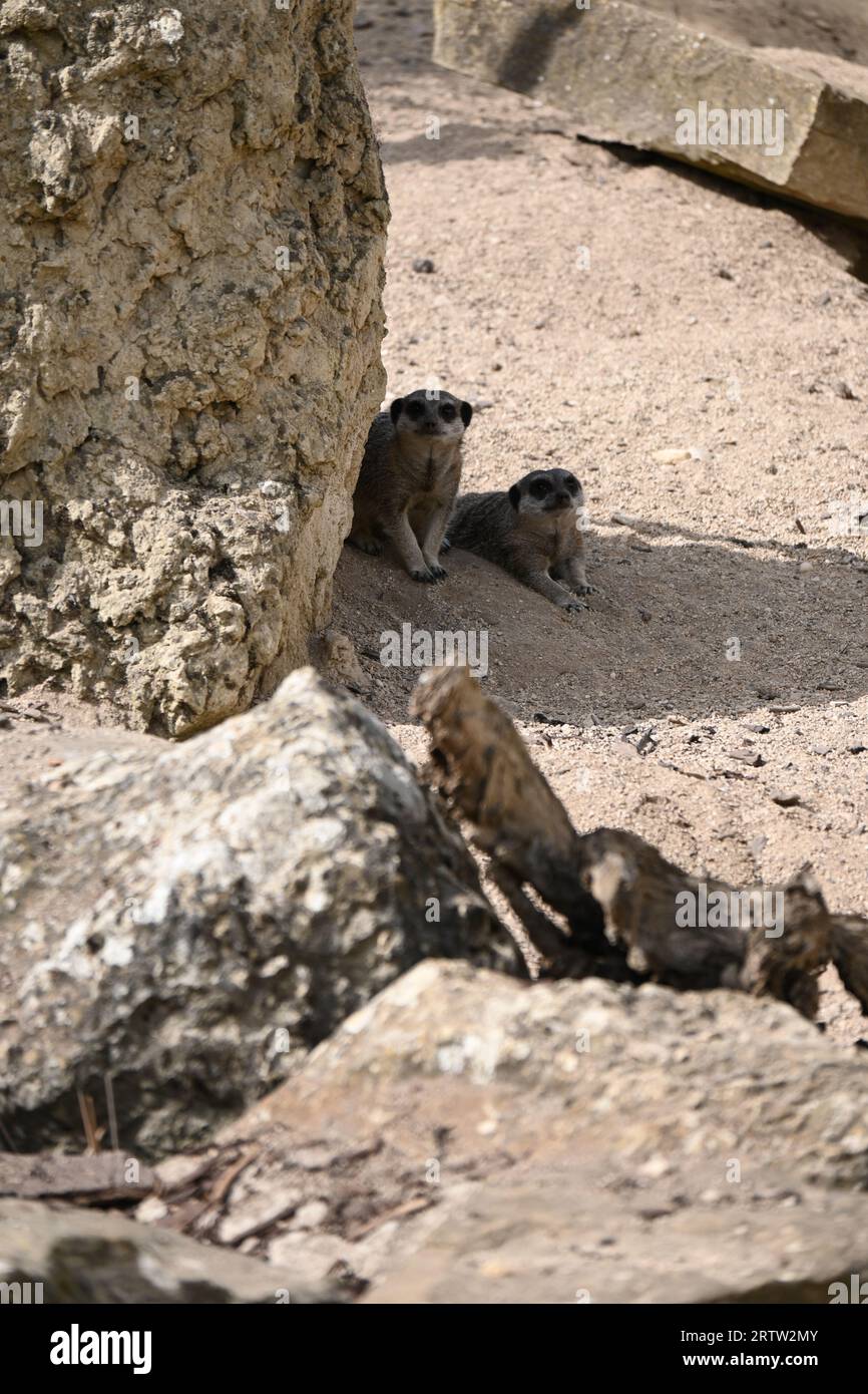 Tier im zoo Stockfoto