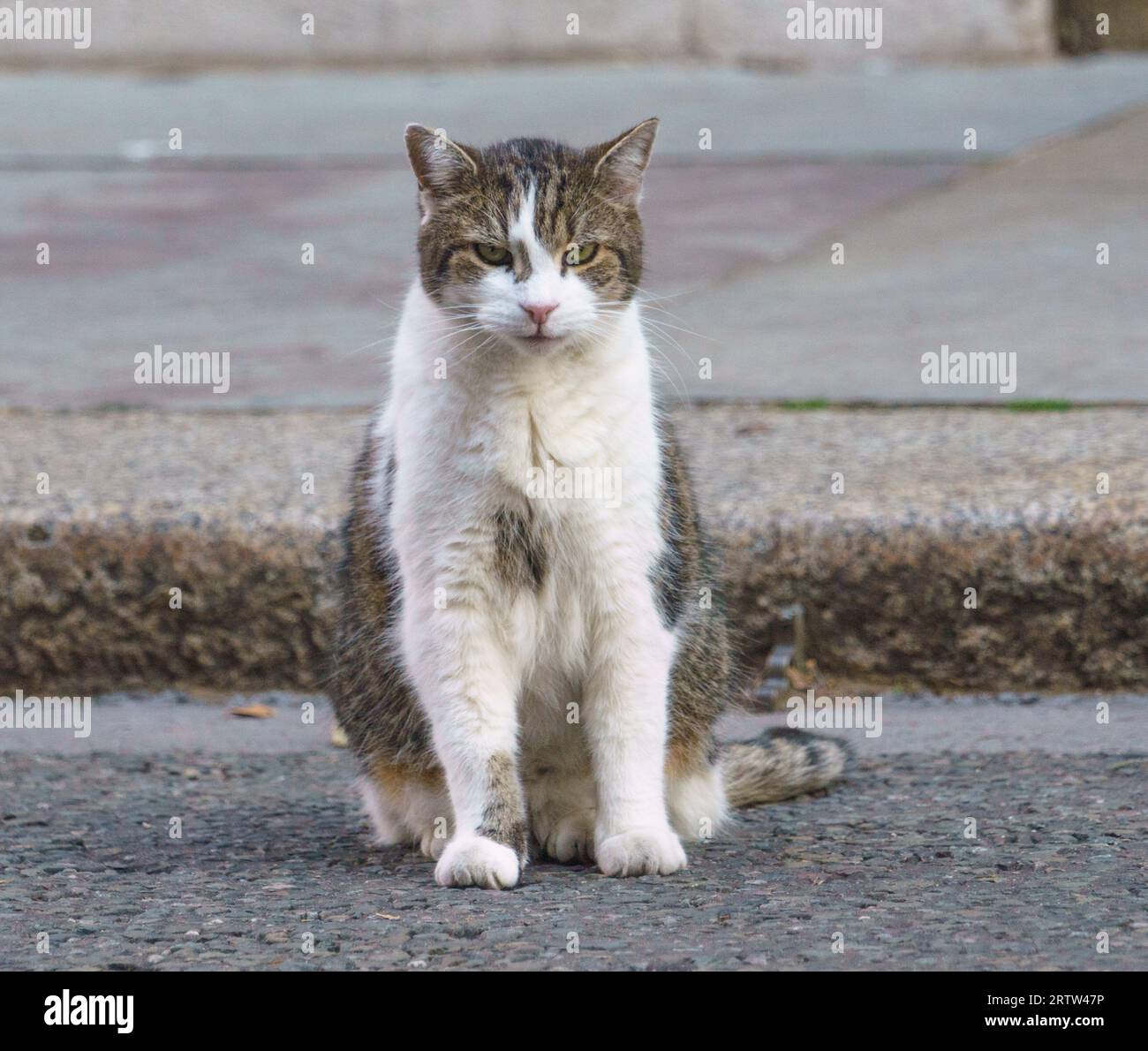 Larry the Cat und Chief Mouser zur Downing Street, London, Großbritannien, posieren für Fotos und machen sich auf den Weg über die Straße. Stockfoto