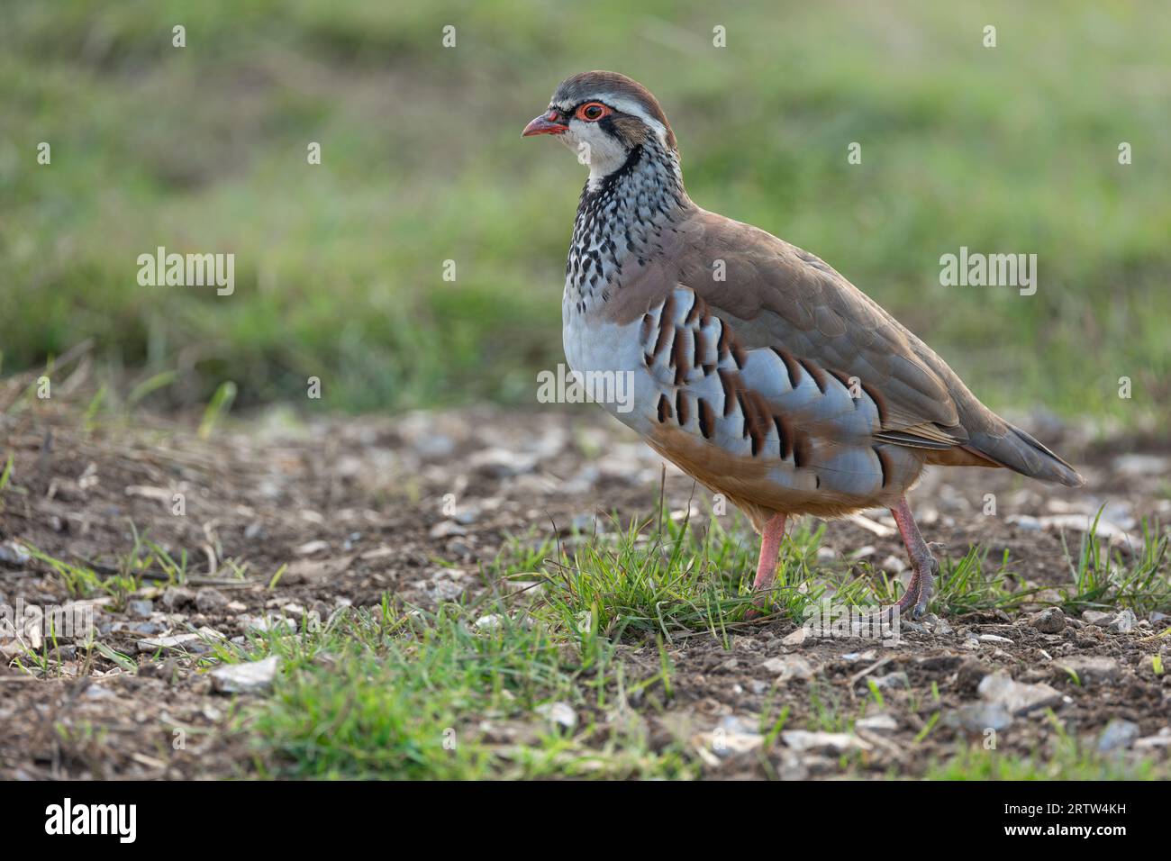 Rotbeiniger Rebhuhn in freier Wildbahn. Wissenschaftliche Bezeichnung: Alectoris rufa. Nahaufnahme eines scharfen Rotbeins oder französischen Rebhuhnes auf natürlichem landwirtschaftlichem Feld Stockfoto