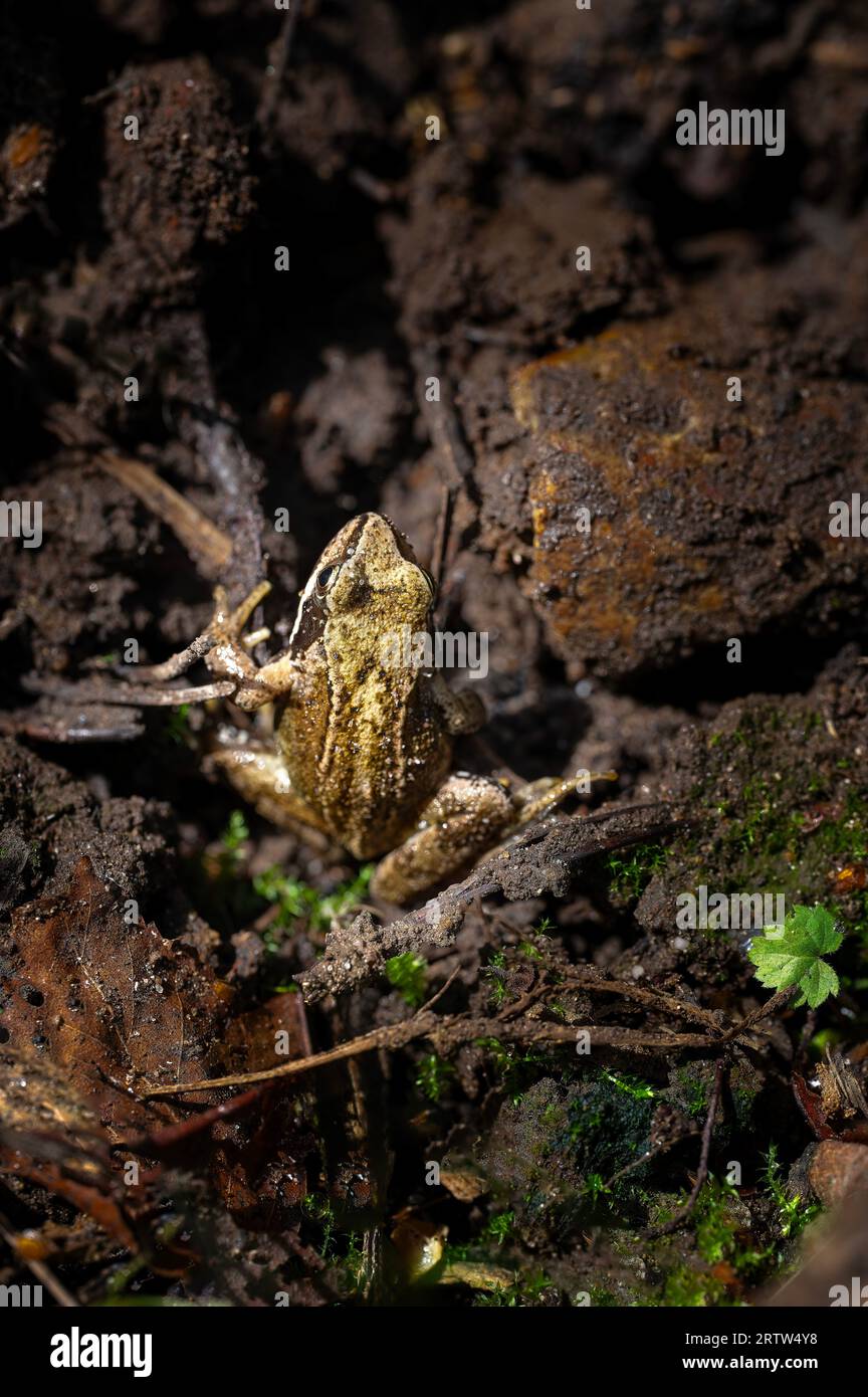 Gemeiner Frosch (Rana temporaria), der in einem feuchten Waldgebiet vor der Hitze schützt, North Norfolk, Großbritannien Stockfoto