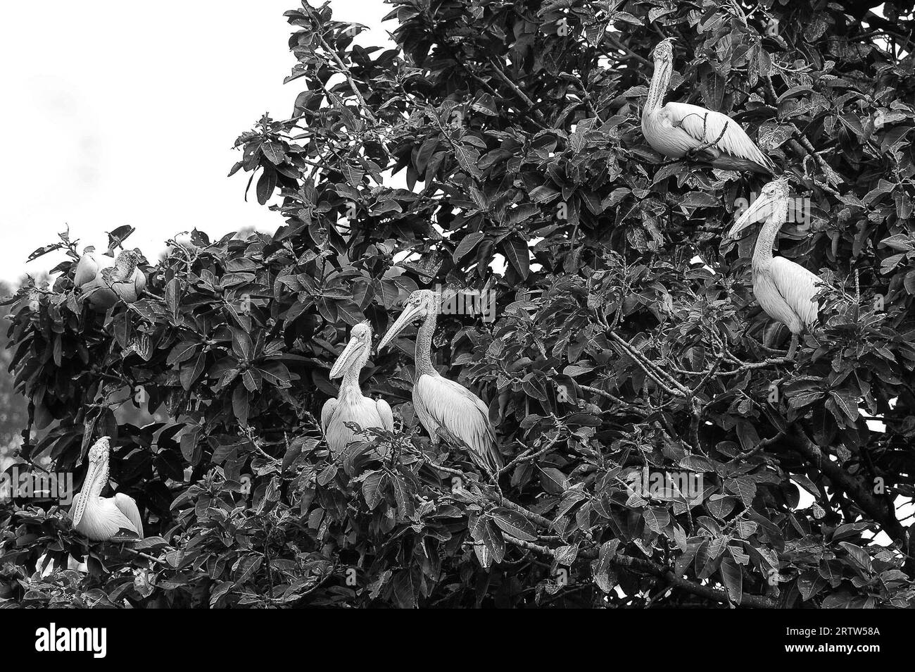 Foto Pelikane Pelecanus, die Gattung der Vögel, single, Familie von Pelican, Pelecanidae, bestellen Pelikan - wie Stockfoto