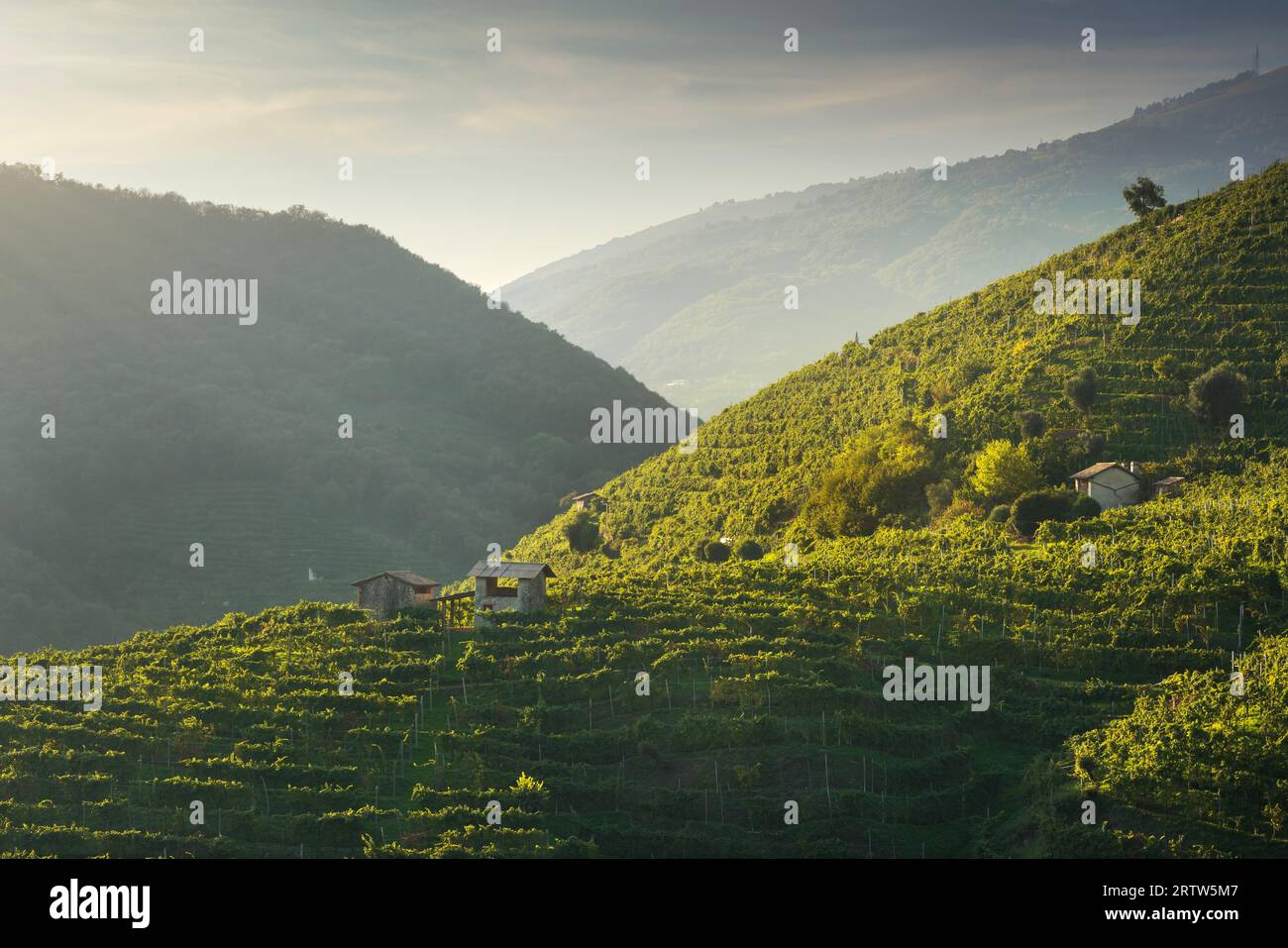 Weinberge und ein paar kleine Landhäuser auf den steilen Prosecco Hügeln bei Sonnenuntergang. UNESCO-Weltkulturerbe. Valdobbiadene, Region Veneto, Italien Stockfoto