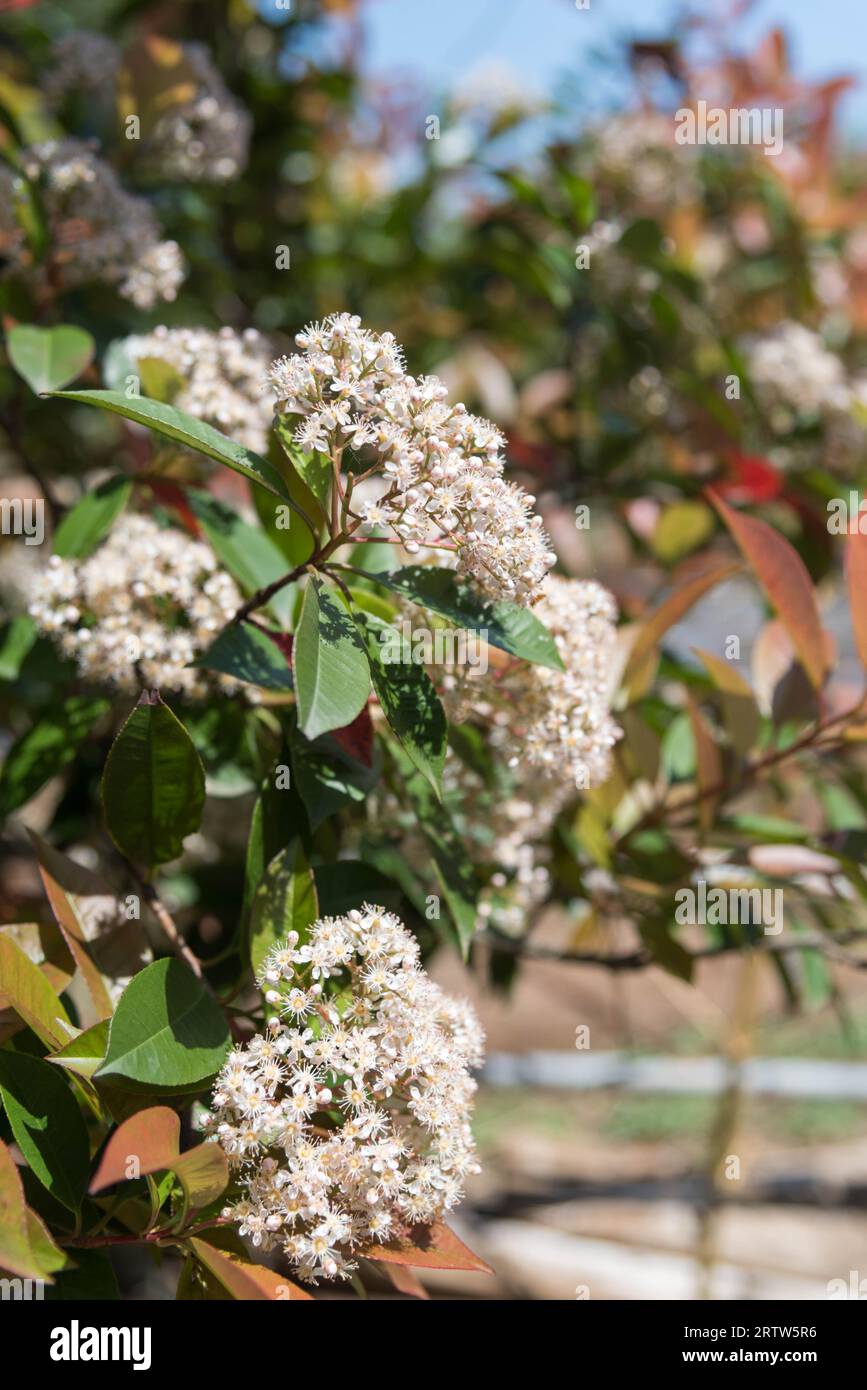 Kleine weiße Blumen blühen im Frühling auf Bäumen auf der Insel Jeju, Südkorea. Stockfoto