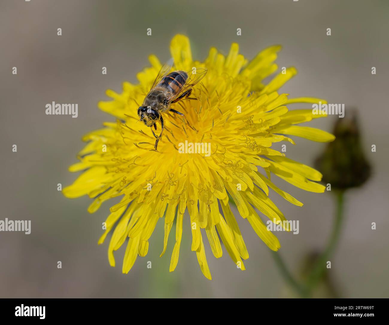 Eine hoverfly Eristalis tenax sammelt Pollen auf einem Löwenzahn Blumenkopf North Norfolk, UK Stockfoto