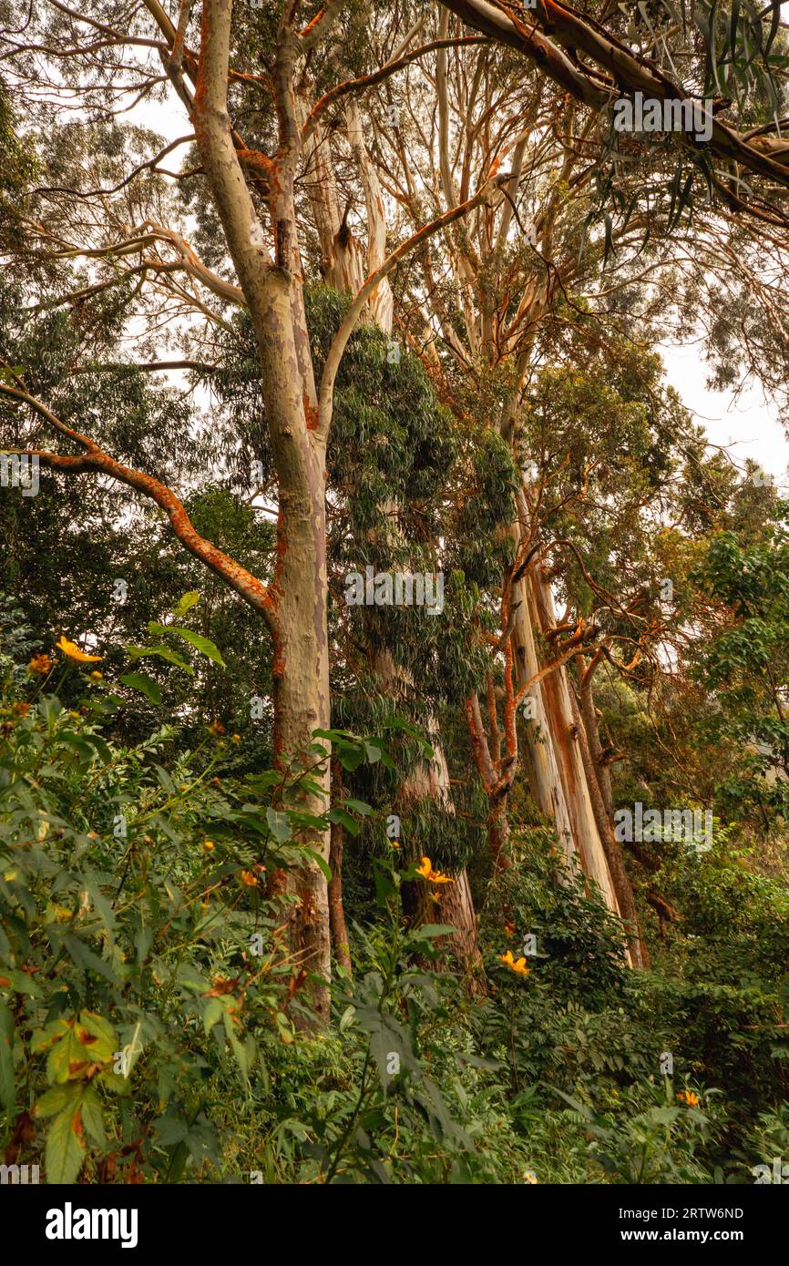 Eukalyptusbaum wächst in freier Wildbahn in den Uluguru Nature Forest Reserves in den Uluguru Mountains in den Uluguru Mountains, Tansania Stockfoto