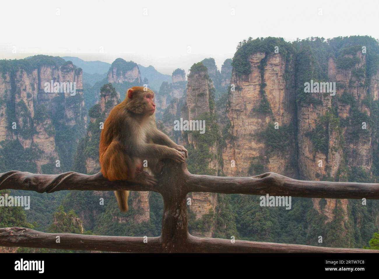 Fangen Sie den bezaubernden Anblick der Affen ein, die in der Pracht der chinesischen Long Mountains gedeihen. Ein wahres Zeugnis der Schönheit der Natur Stockfoto