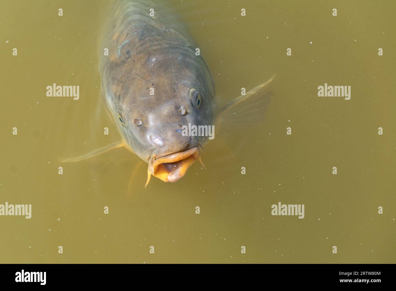 Große Karpfenoberfläche in einem kleinen Teich Stockfoto