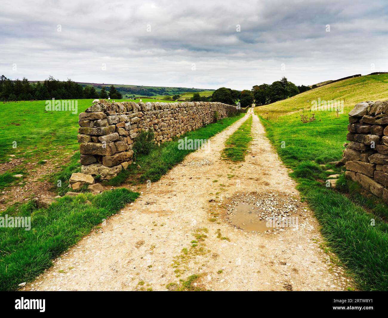 Der Nidderdale Way folgt einer rauen Straße in Richtung Bewerley bei Hillend Nidderdale AONB North Yorkshire England Stockfoto