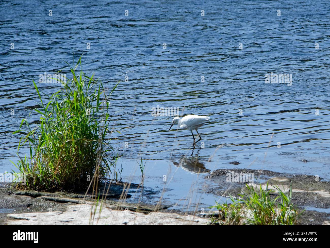 Little Egret Angeln auf dem Fluss Wear Stockfoto