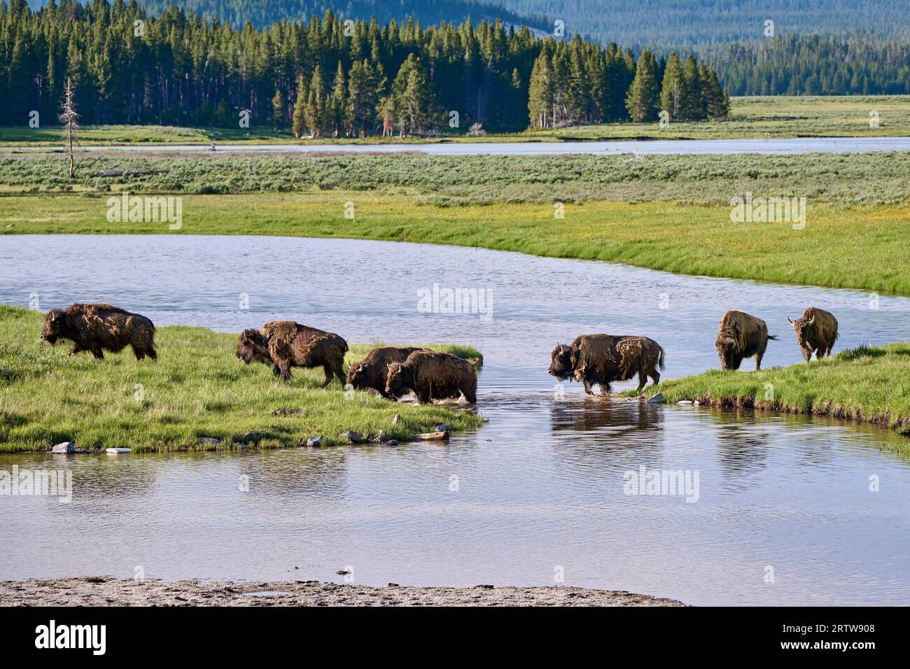 Amerikanische Bisons (Bison Bison) überqueren den yellowstone River im Hayden Valley, Yellowstone National Park, Wyoming, Vereinigte Staaten von Amerika Stockfoto