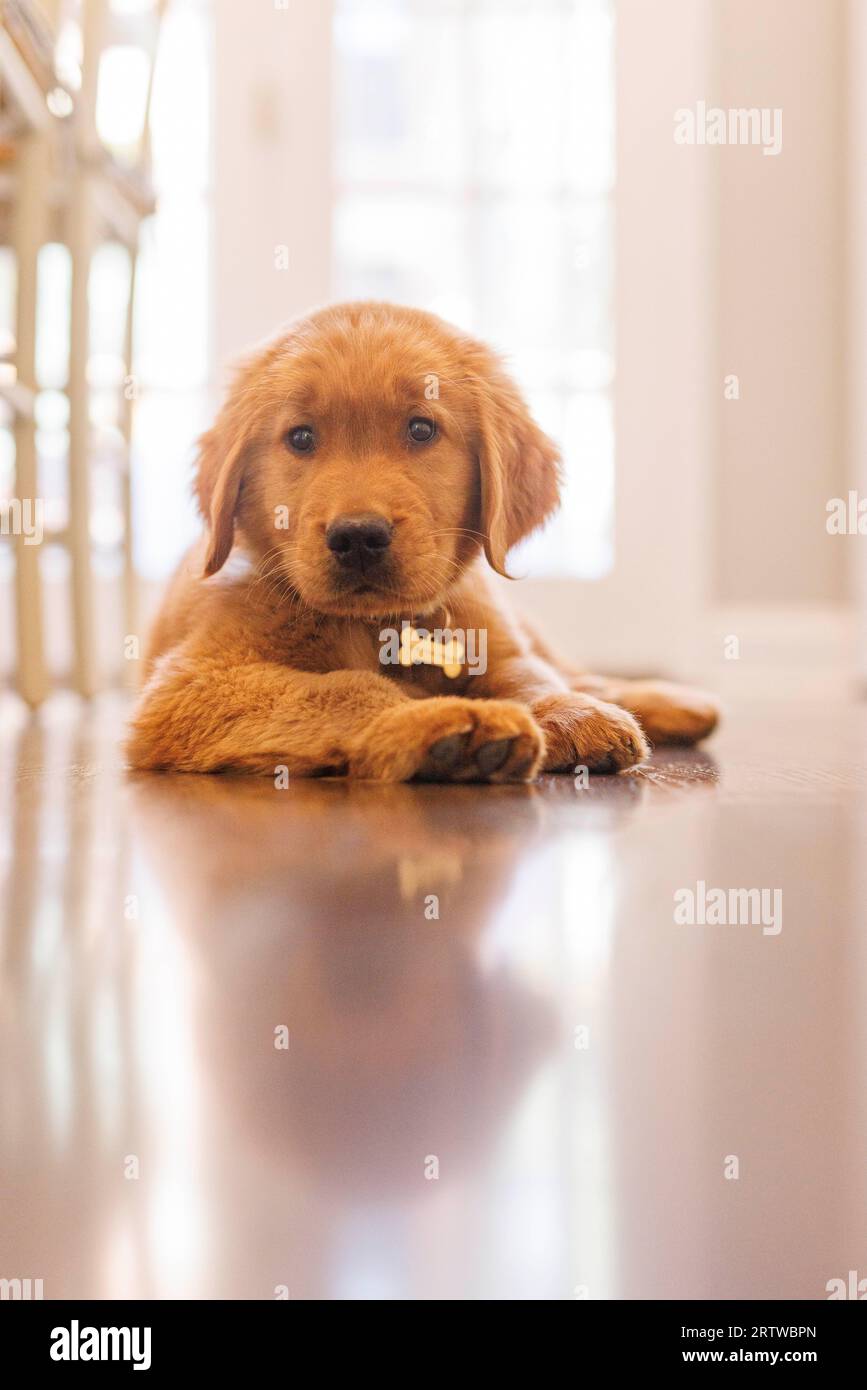 Ein Golden Retriever Welpe entspannt sich auf einem Küchenboden. Stockfoto