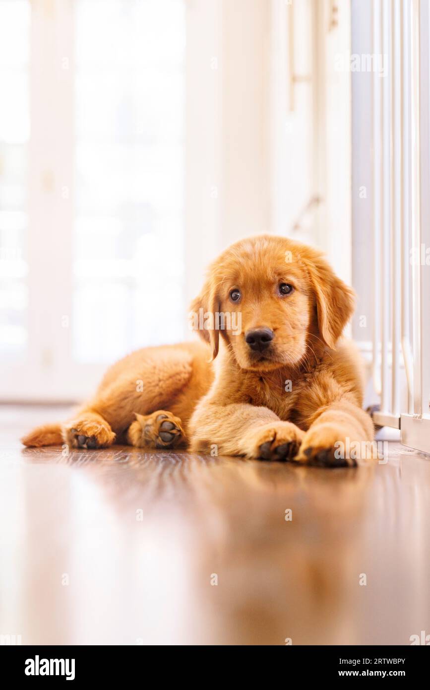 Ein junger Golden Retriever Welpe sitzt auf einem Boden in seiner Familienküche. Stockfoto