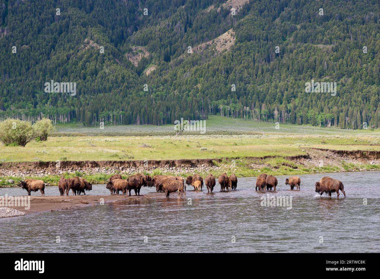 Herde amerikanischer Bisons (Bison Bison), die den Lamar River im Yellowstone-Nationalpark, Wyoming, Vereinigte Staaten von Amerika überqueren Stockfoto