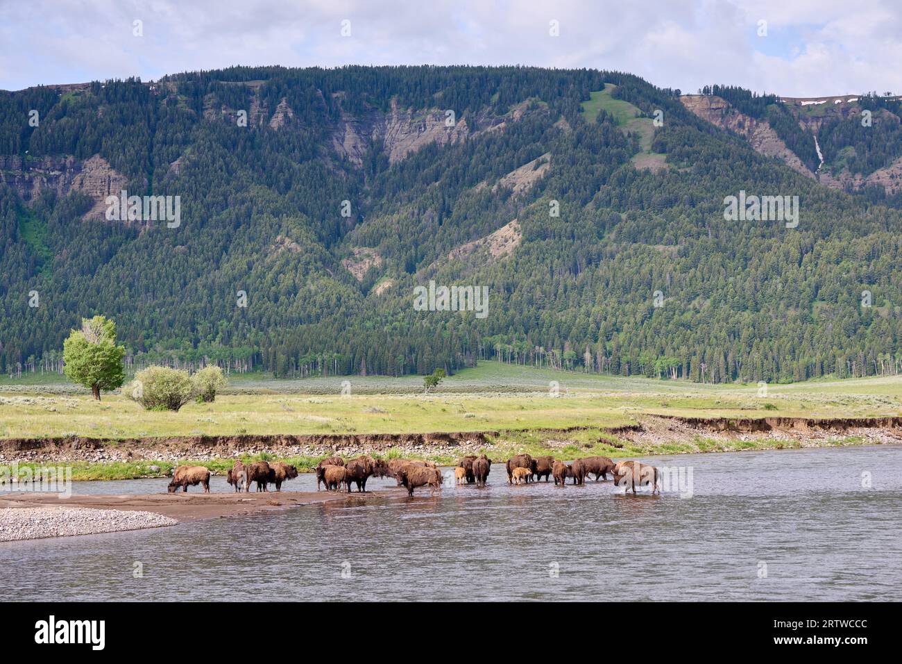 Herde amerikanischer Bisons (Bison Bison), die den Lamar River im Yellowstone-Nationalpark, Wyoming, Vereinigte Staaten von Amerika überqueren Stockfoto