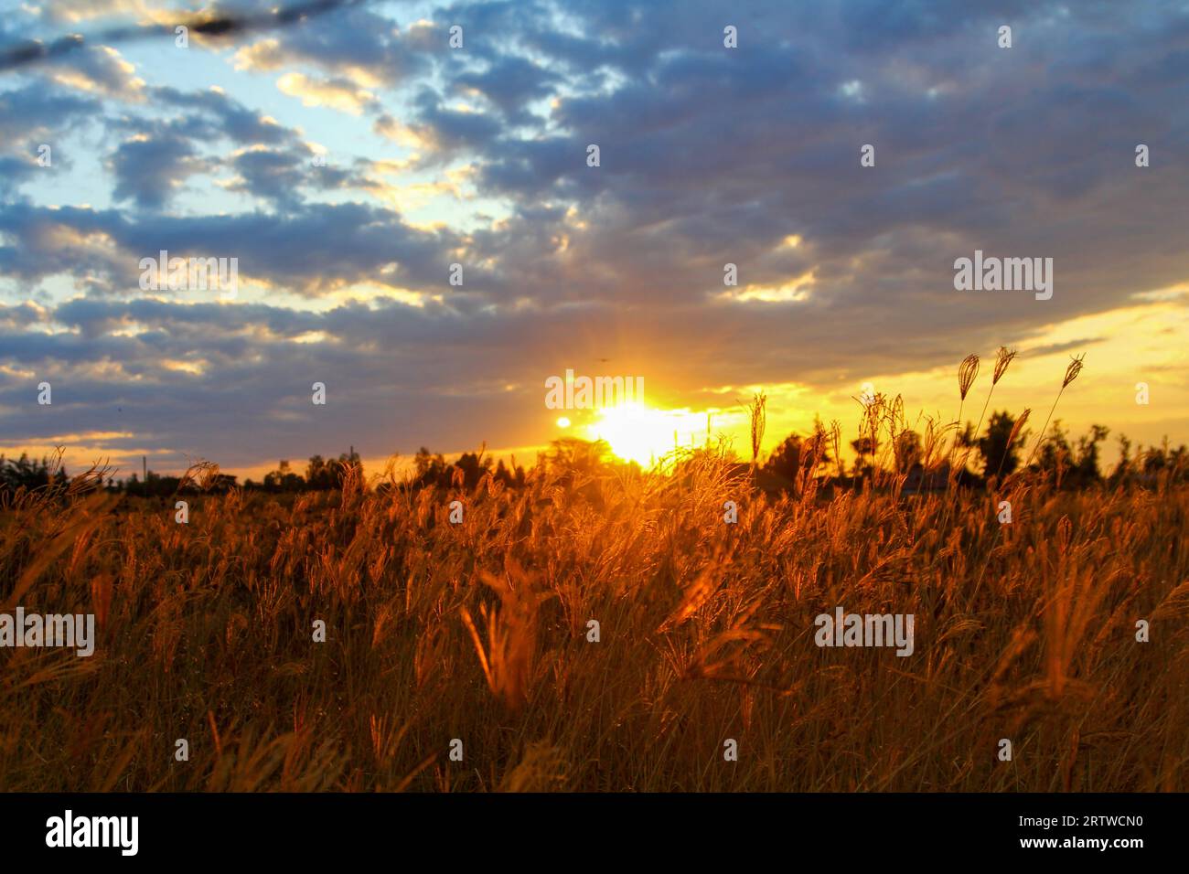 Ein wunderschöner Blick auf den Sonnenuntergang über einem Feld aus trockenem Gras. Stockfoto