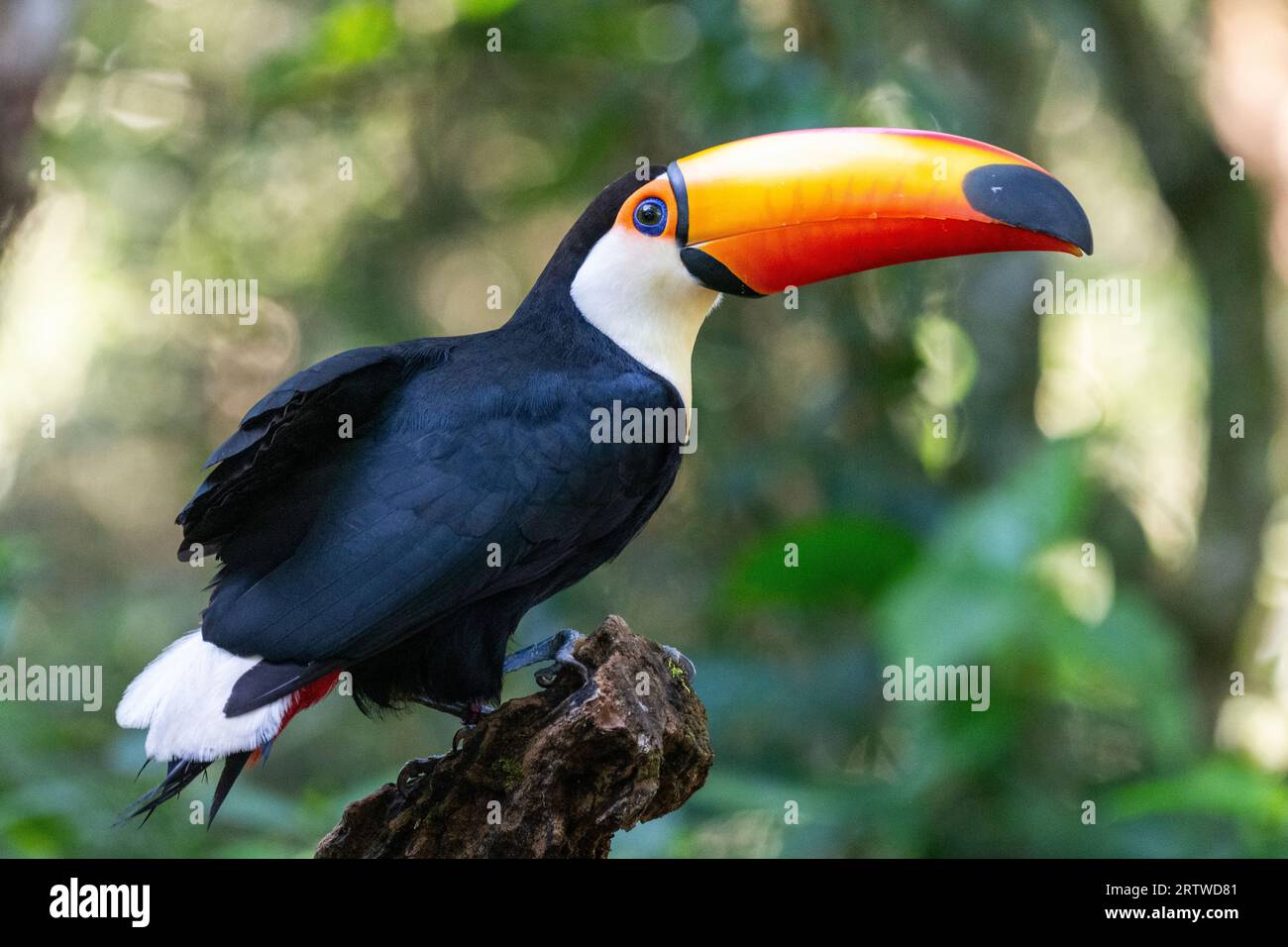 Wunderschöner Tukan im Parque das Aves (Vogelpark), Foz do Iguau Stockfoto