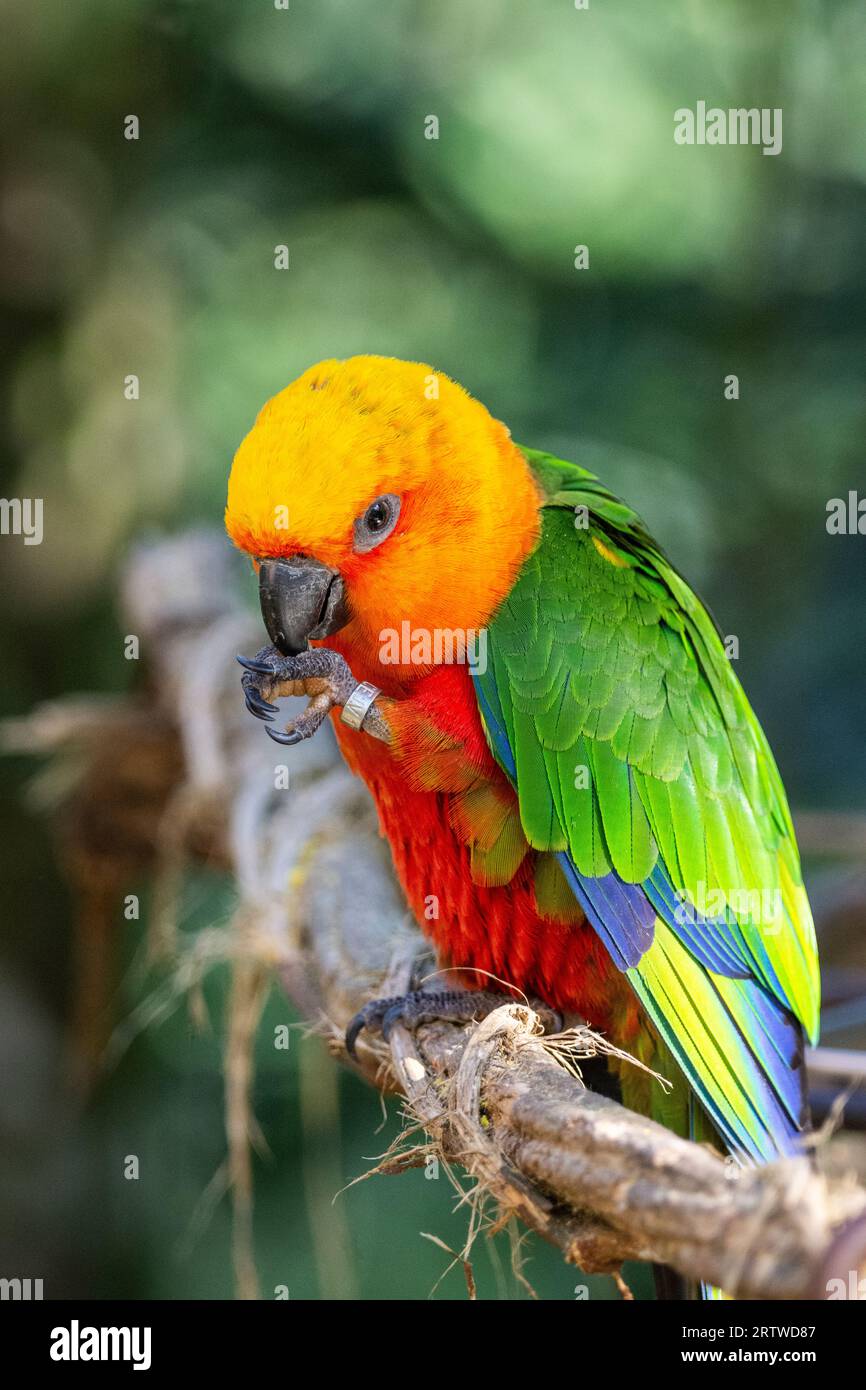 Wunderschöner farbenfroher tropischer Papagei im Parque das Aves (Vogelpark) Stockfoto