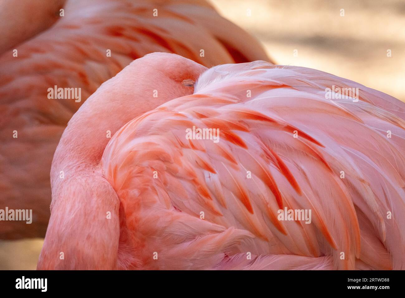 Rosa Flamingovogel im Parque das Aves (Vogelpark), Paran Stockfoto