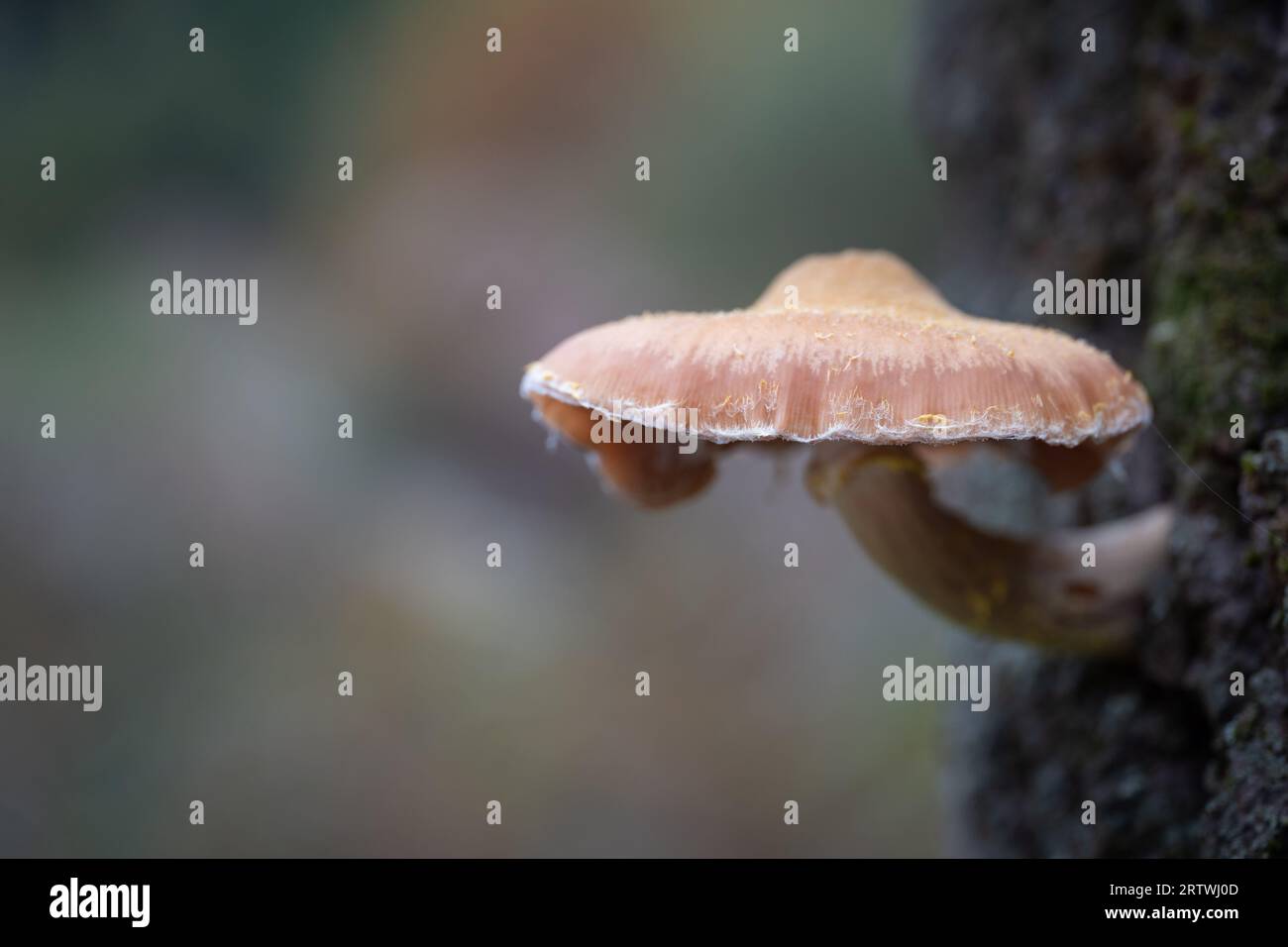 Nahaufnahme eines Pilzes, der nach dem Regen auf einem Baumstamm im Wald wächst. Selektiver Fokus. Herbst. Stockfoto