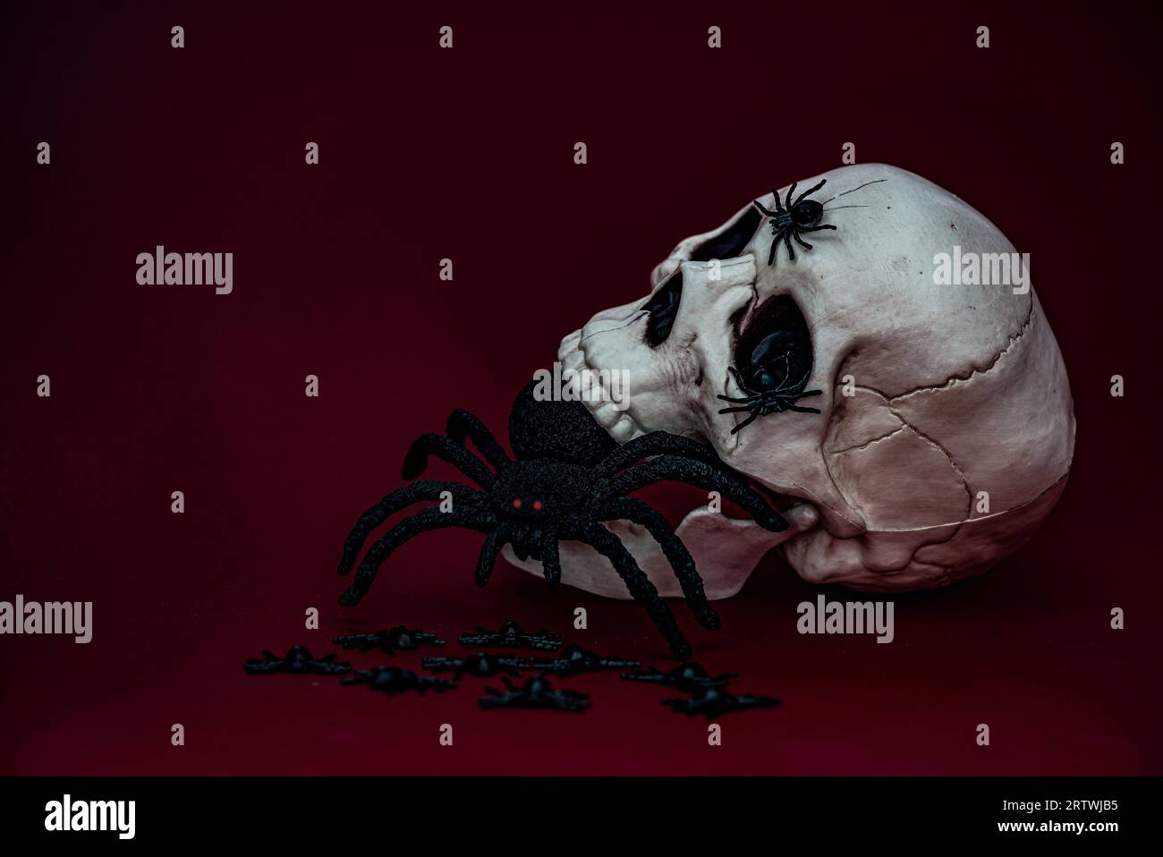 Schädel mit Spinne, die aus dem Mund kriecht, auf rotem Hintergrund. Stockfoto