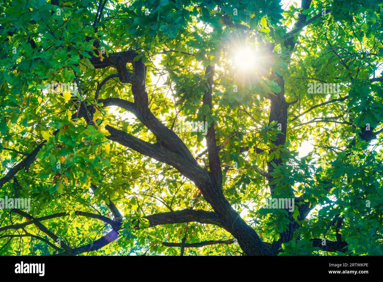 Die Sonne scheint durch die Blätter der Eiche. Eichenzweige Stockfoto