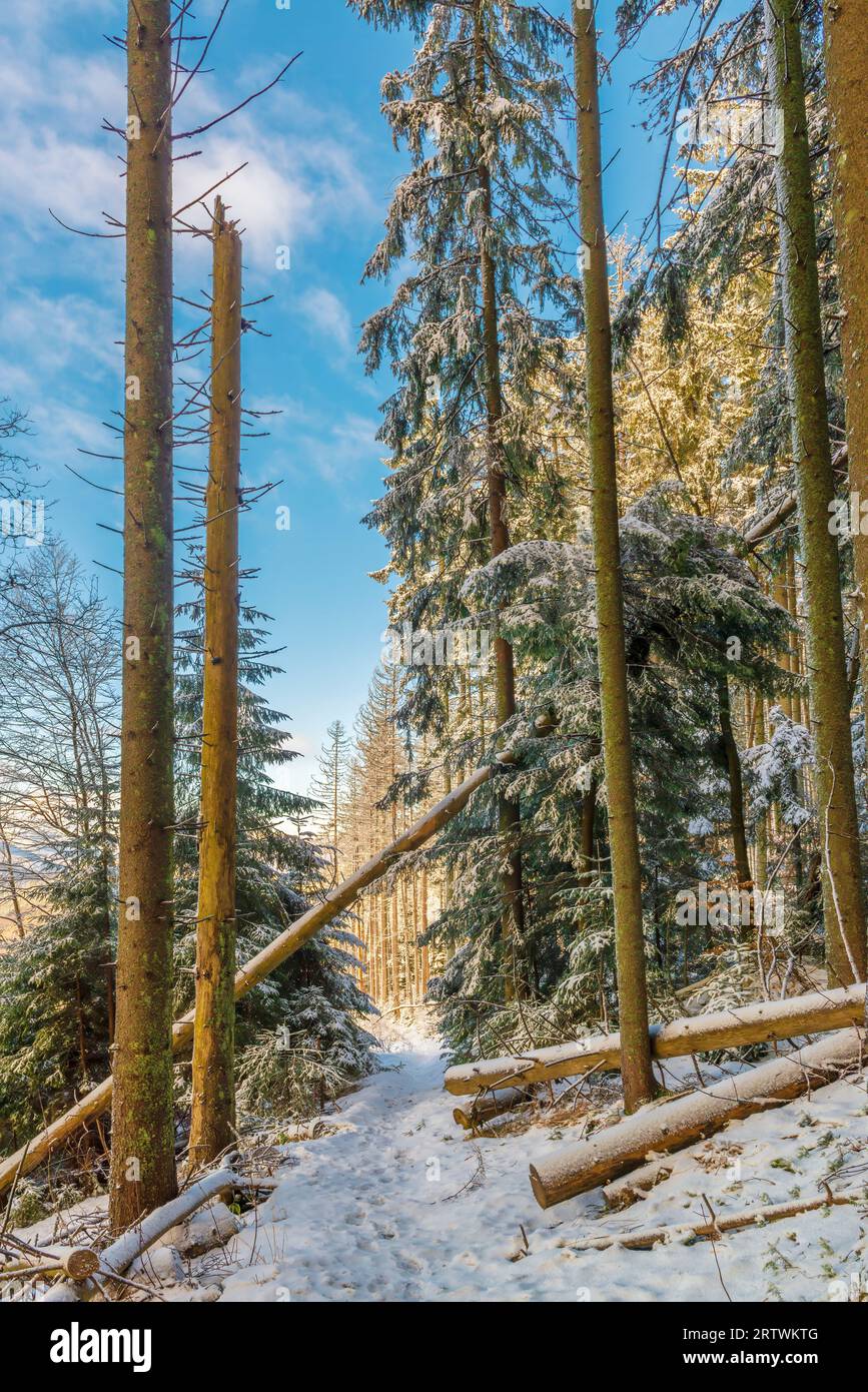 Winterwunderland. Malerische Winterlandschaft mit Wanderweg zwischen hohen Fichten Stockfoto