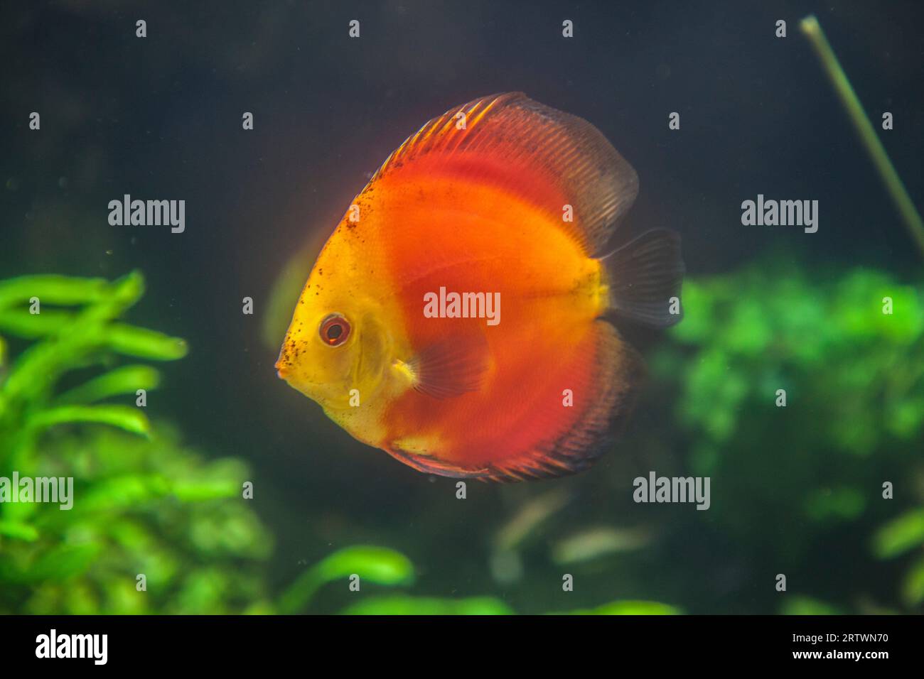 Roter marlboro-Diskusfisch oder Symphysodon-Diskusfisch, der allein schwimmt. Stockfoto