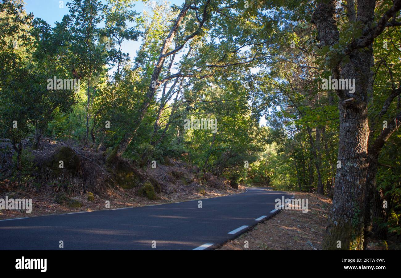 Fahrt durch einen wunderschönen Wald der Sierra de Gata. Lokale Straße CC-6. 2 am Stadtrand von Gata, Spanien. Stockfoto