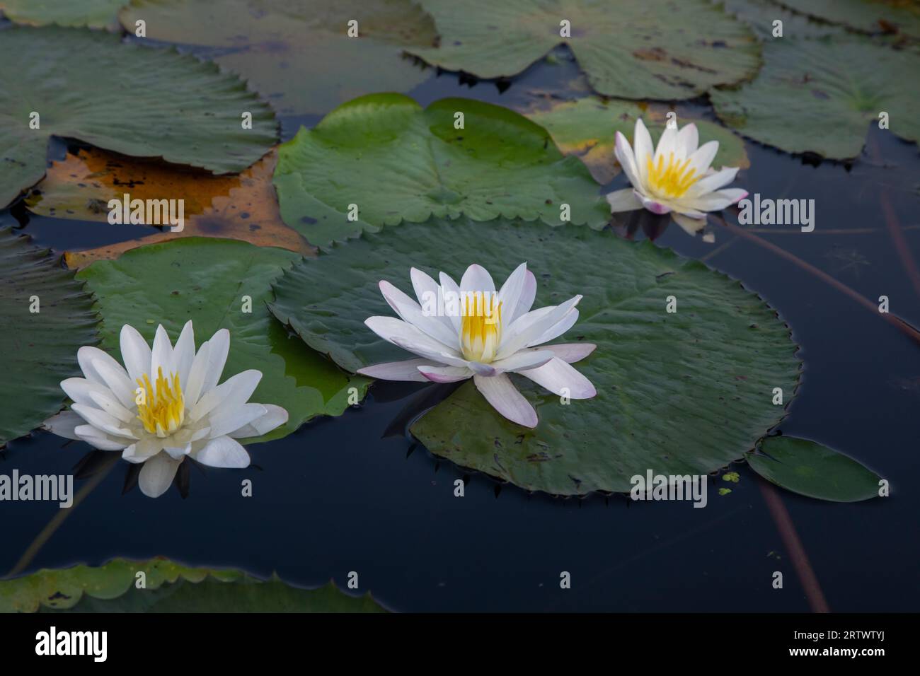 Vollblütige Weiße-Wasser-Lilie (Nymphaeaceae, Seerosen, lilly), die Nationalblume von Bangladesch. Foto von „Shatla Beel“ in Ujirpur in Bar Stockfoto