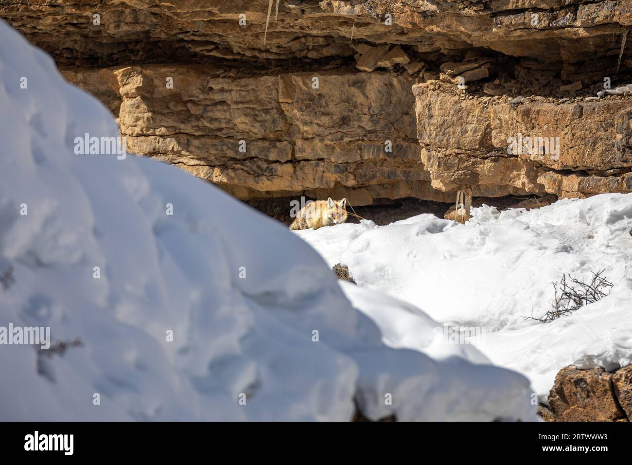 Rotfuchs im Lebensraum - im Winter Stockfoto