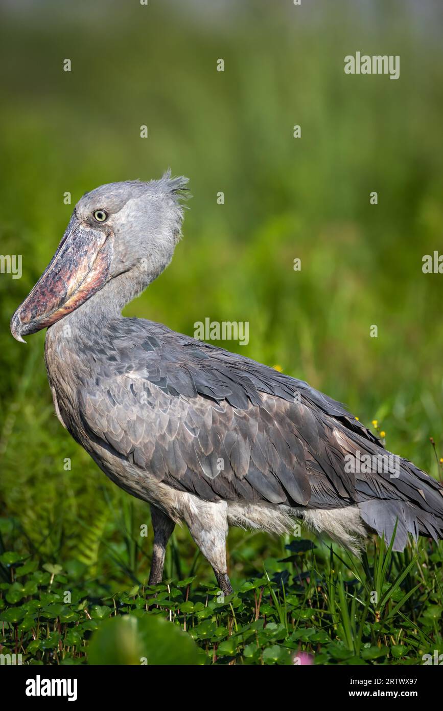 Shoebill Stork oder Whale Head Stork Stockfoto