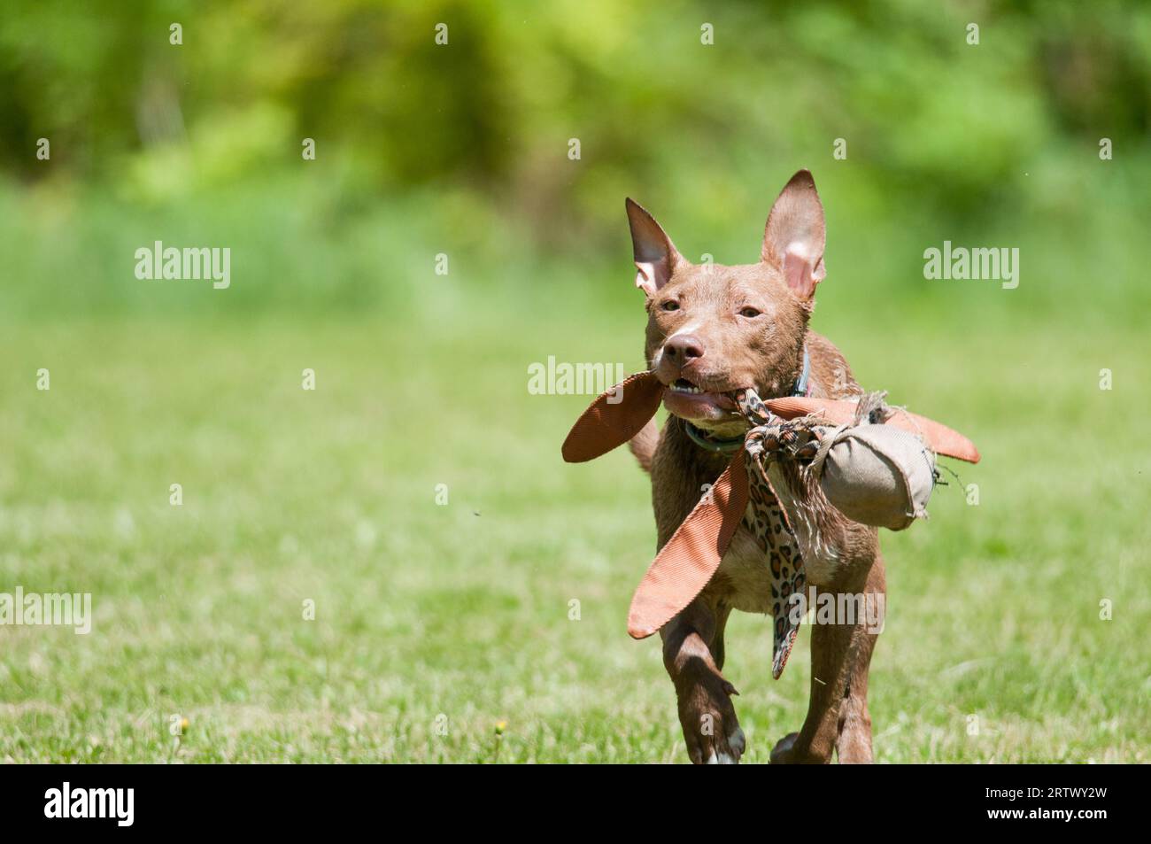 Pit-Bull-Terrier läuft mit ihrem Lieblings-Hundespielzeug auf die Kamera zu Stockfoto