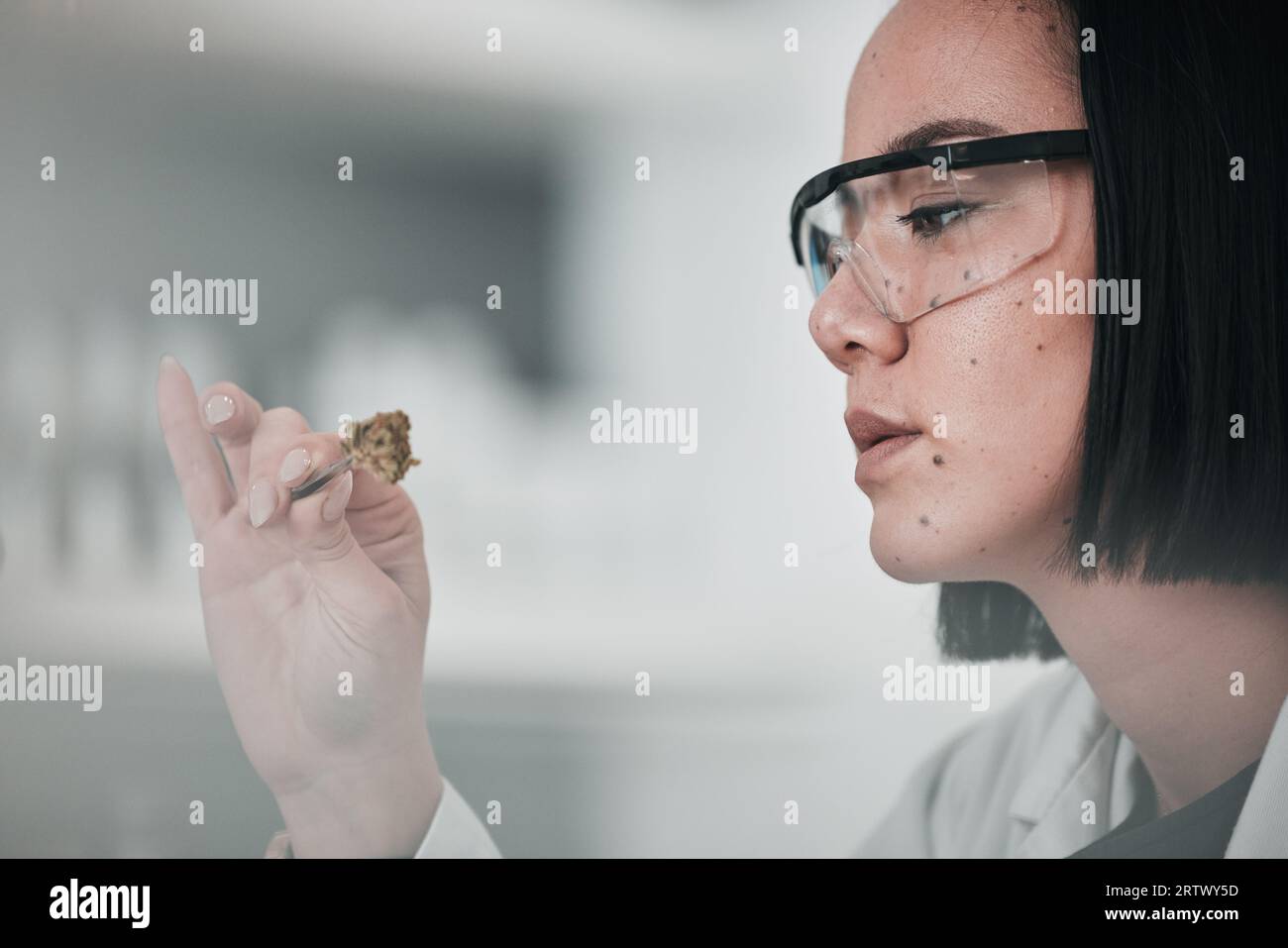 Wissenschaft, Probe und asiatische Frau im Labor für Pflanzenanalyse, medizinische Forschung und Studium. Gartenbau, Cannabis und Wissenschaftler mit Marihuana für Stockfoto