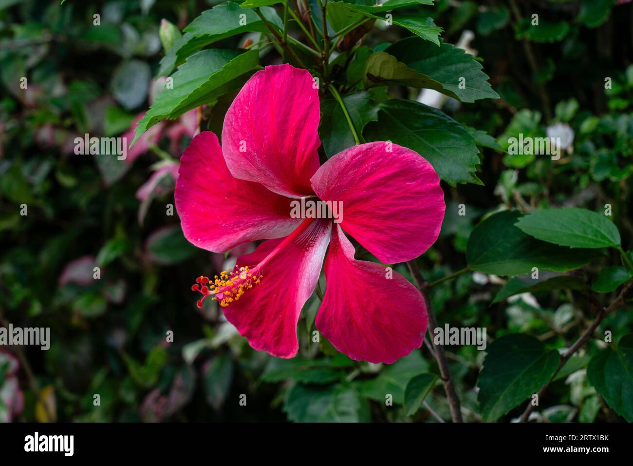 Taha'a, Gesellschaftsinseln, Französisch-Polynesien. Stockfoto